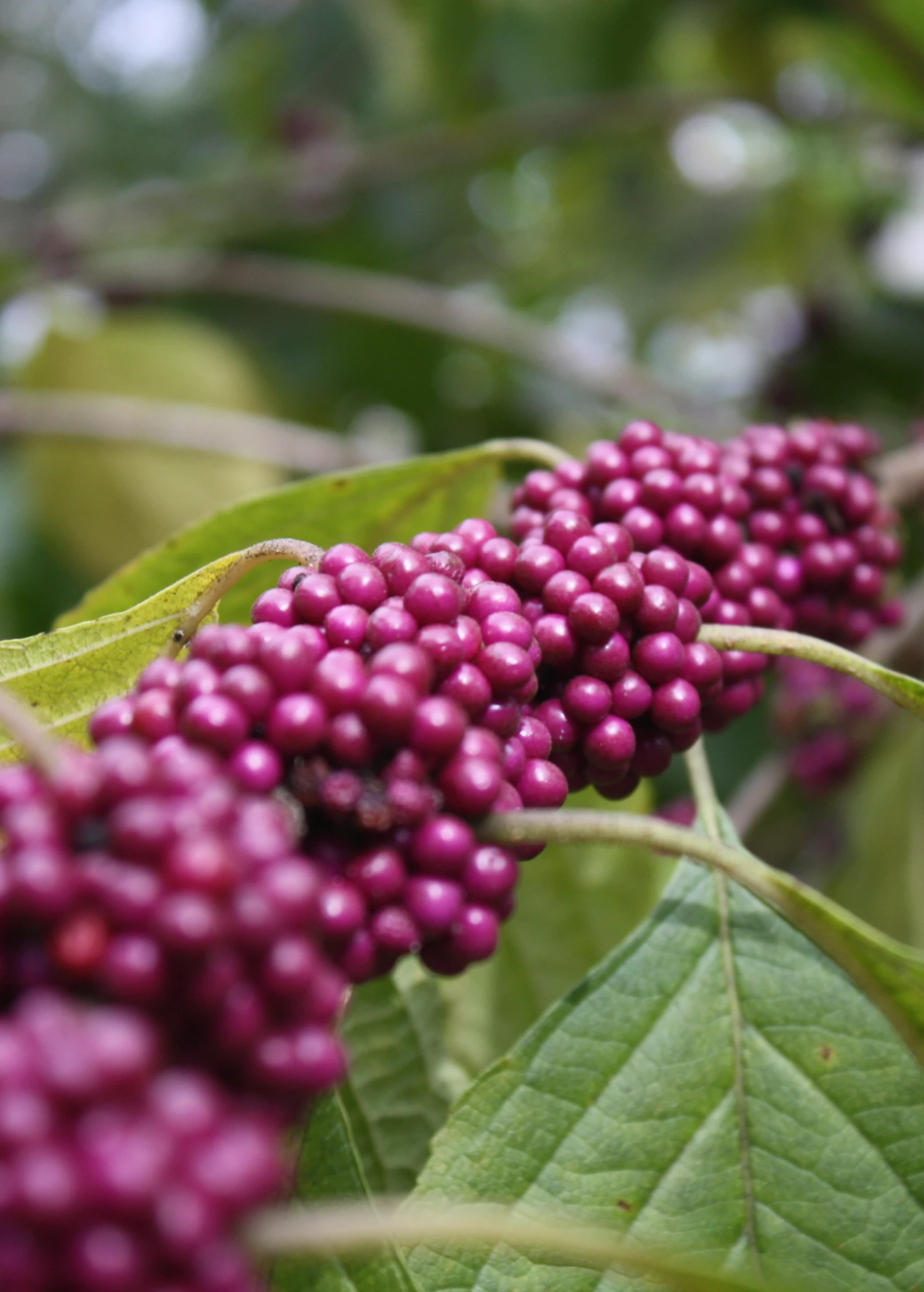 Beautyberry (Callicarpa Americana) - Image 3