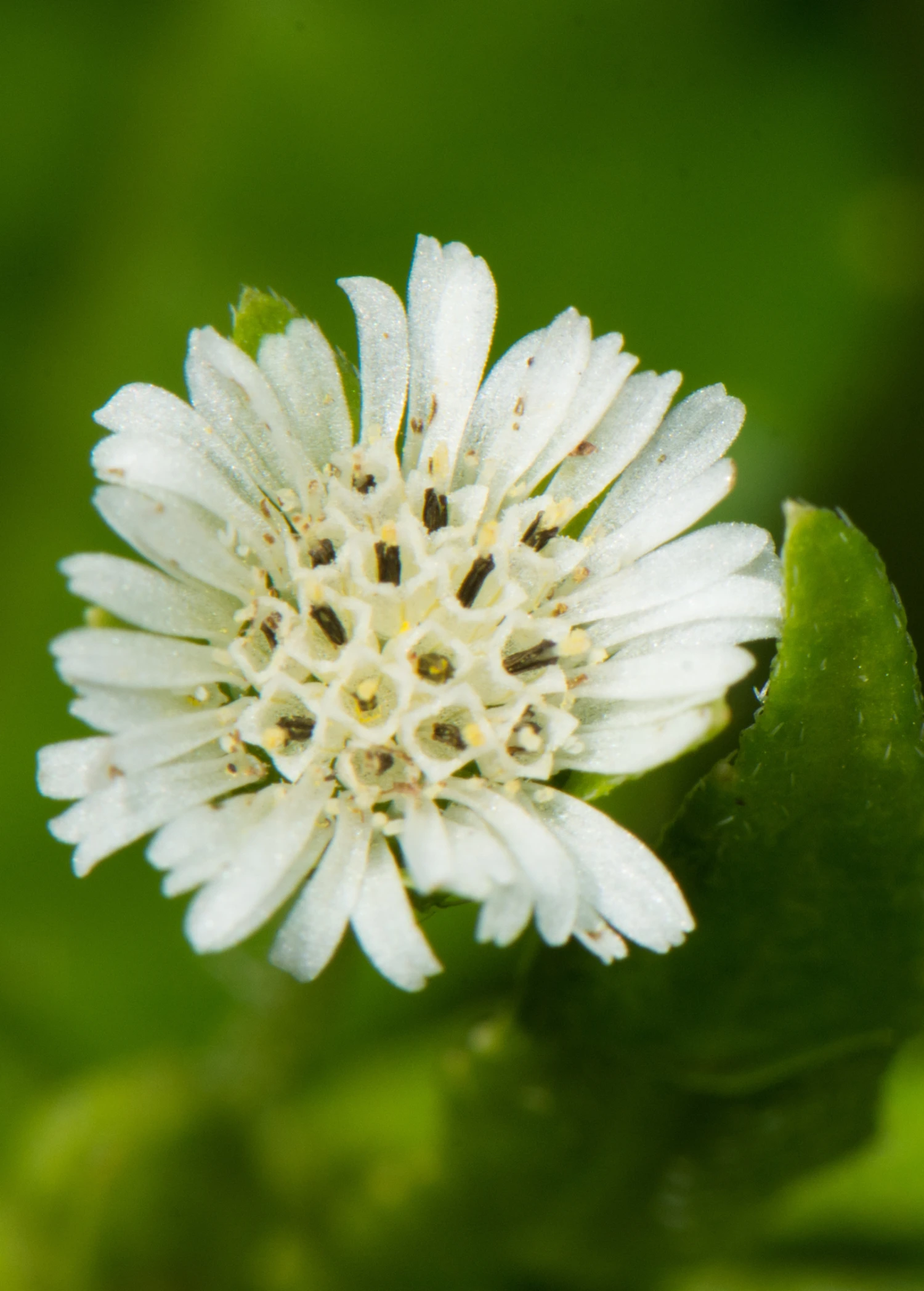 Bhringraj (Eclipta Prostrata, Syn, Eclipta Alba) - Image 2