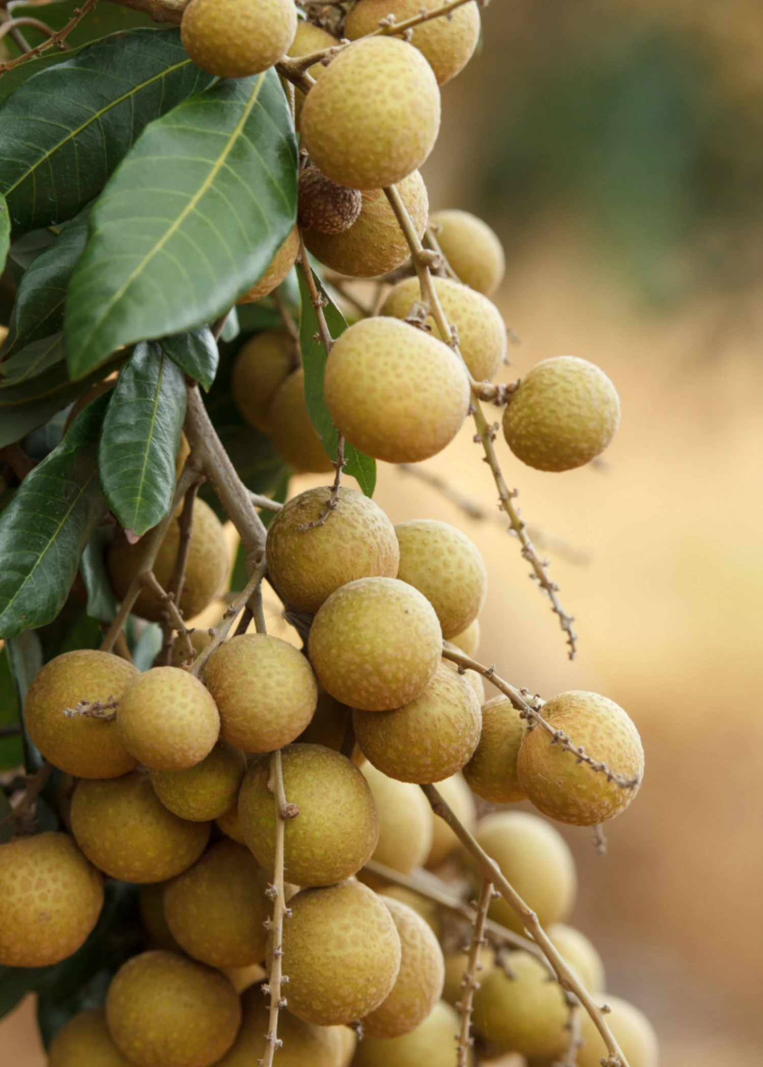 Longan, 'Biew Kiew' (Dimocarpus Longan) - Image 3
