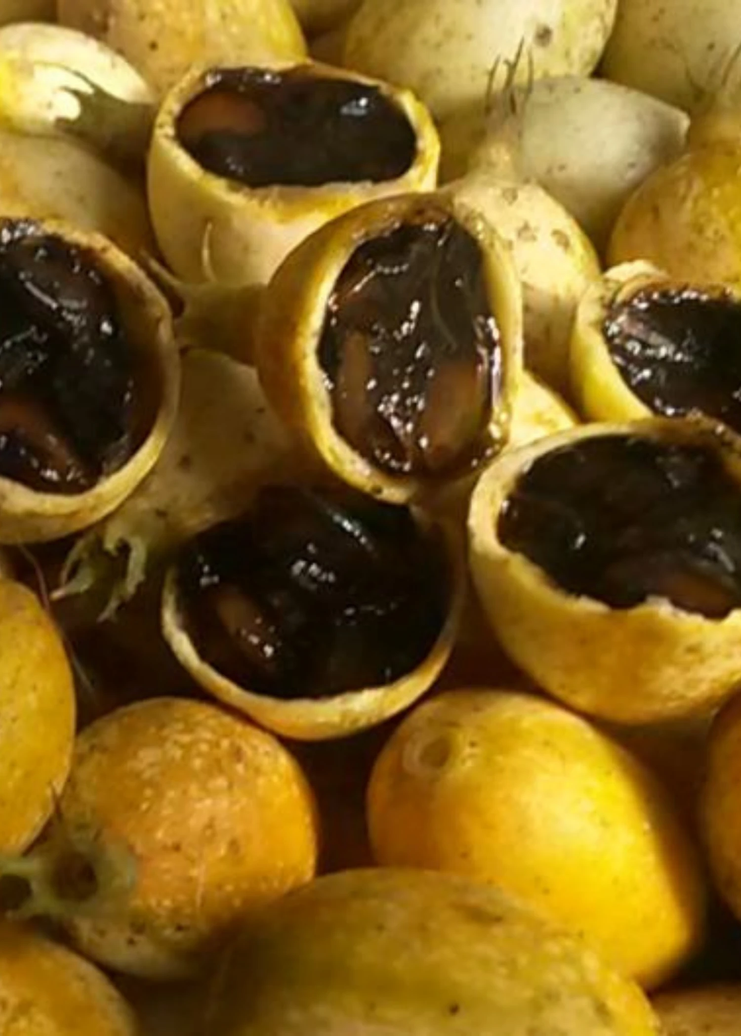 Blackberry Jam Fruit (Rosenbergiodendron Formosum) - Image 2