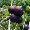 Blue Grape (Myrciaria Vexator)