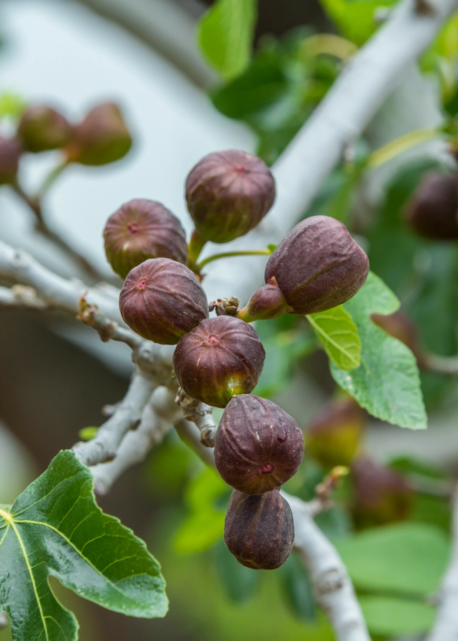 Fig 'Brown Turkey' (Ficus Carica) - Image 2