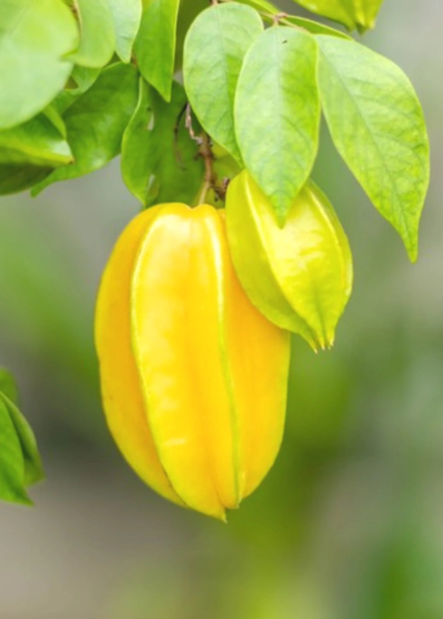 Star Fruit 'Sri Kembangan' (Averrhoa Carambola) - Image 2