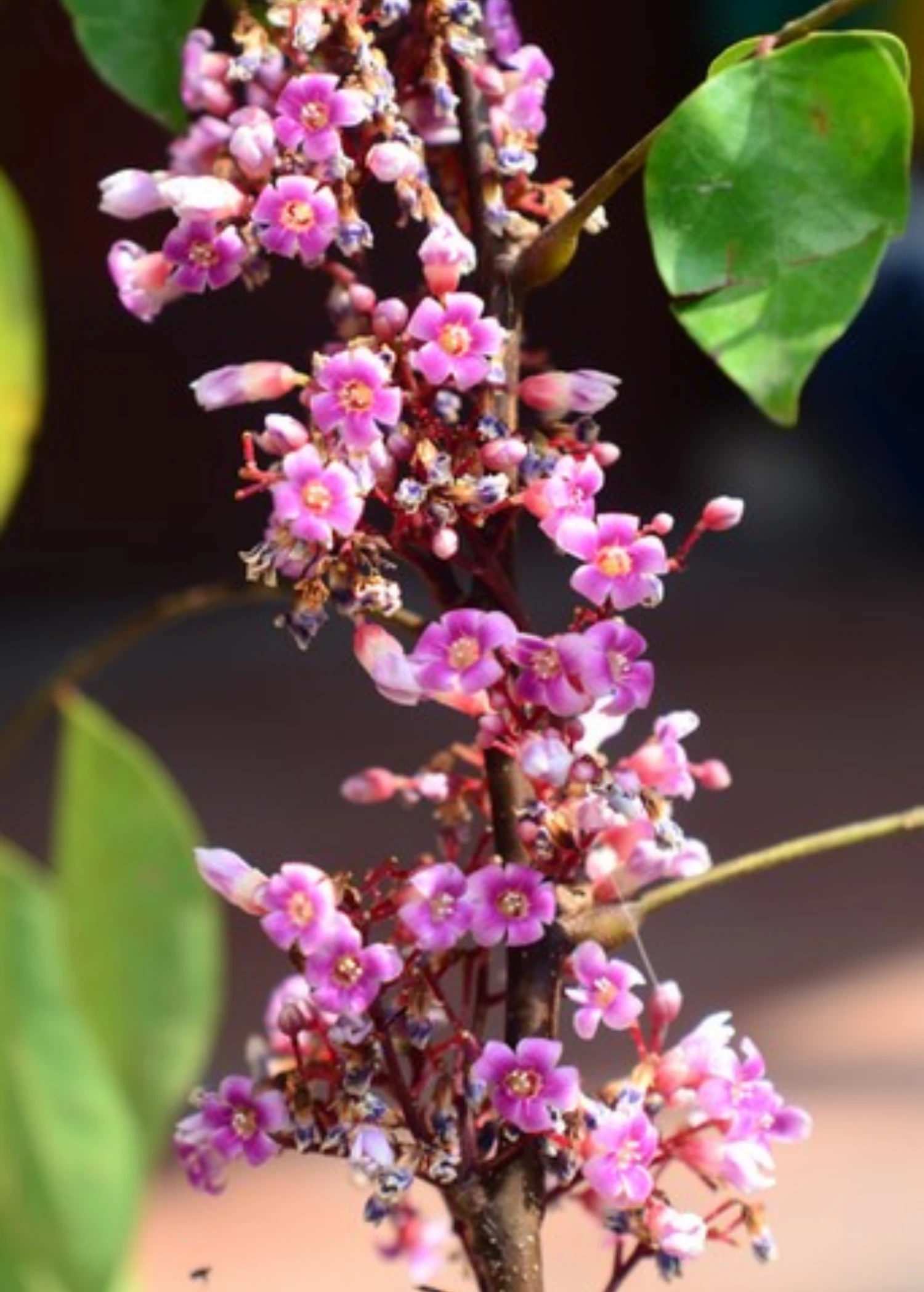 Star Fruit 'Fwang Tung' (Averrhoa Carambola) - Image 2