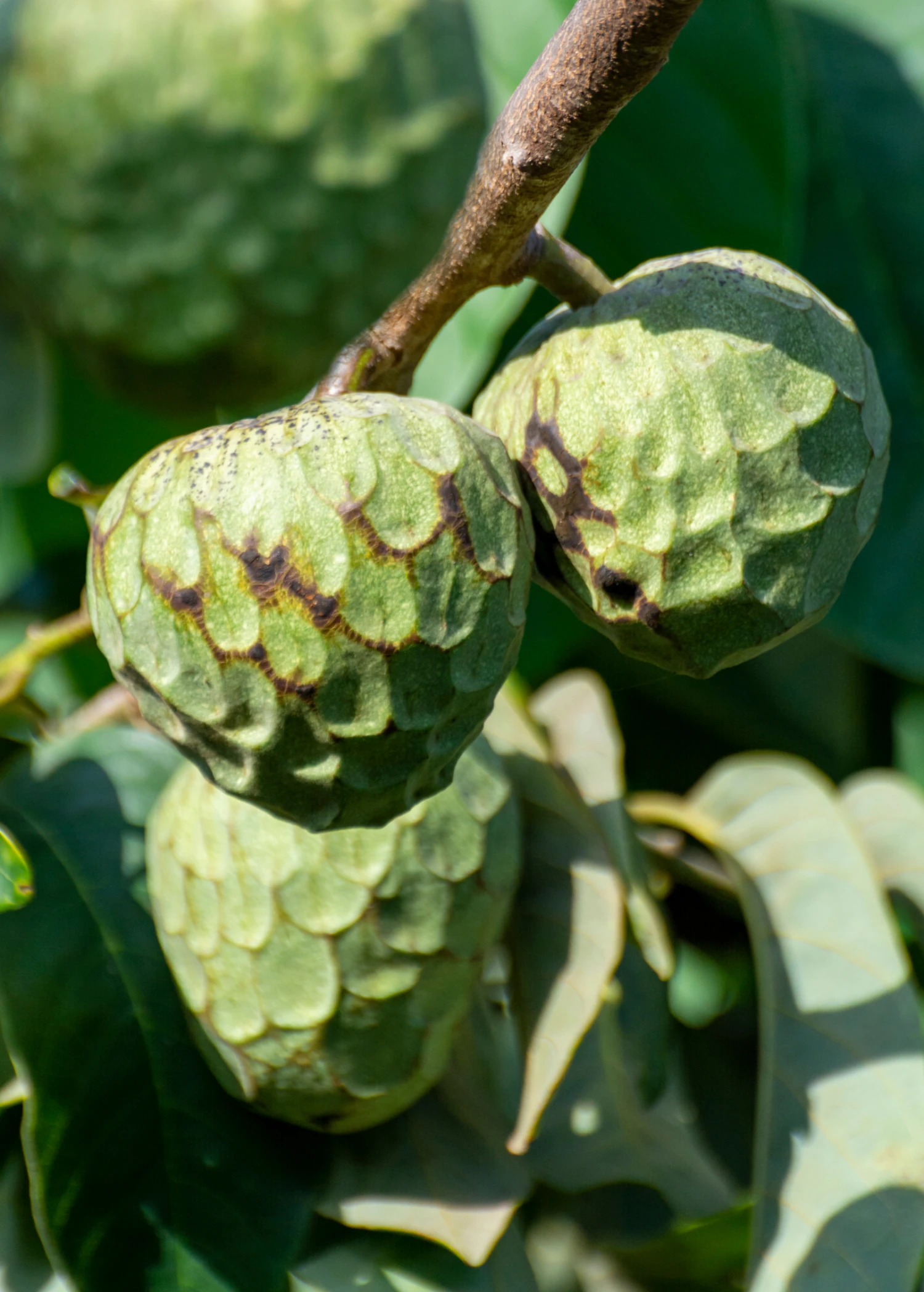 Cherimoya (Annona Cherimola) - Image 2