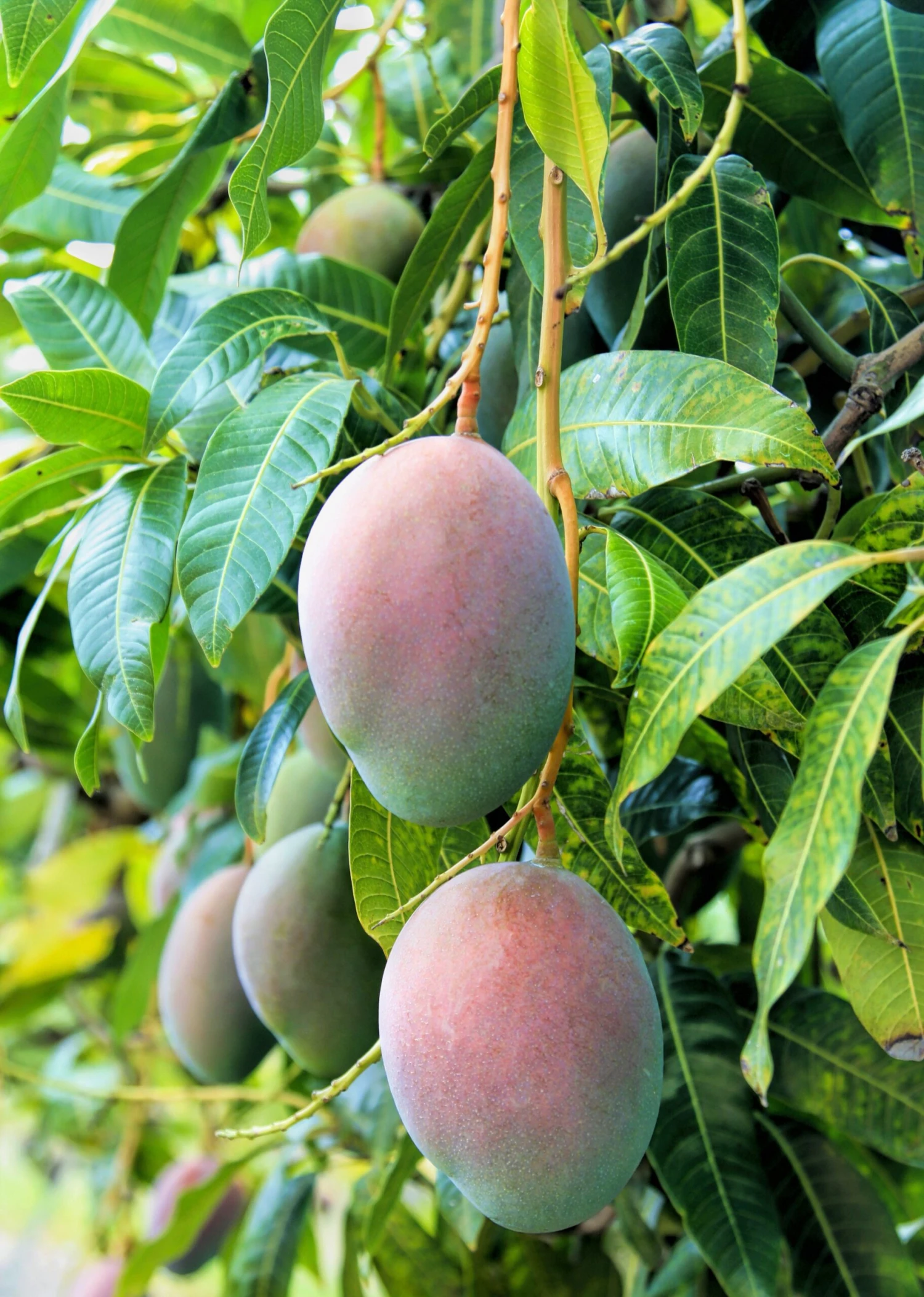 Mango 'Pickering' (Mangifera Indica)