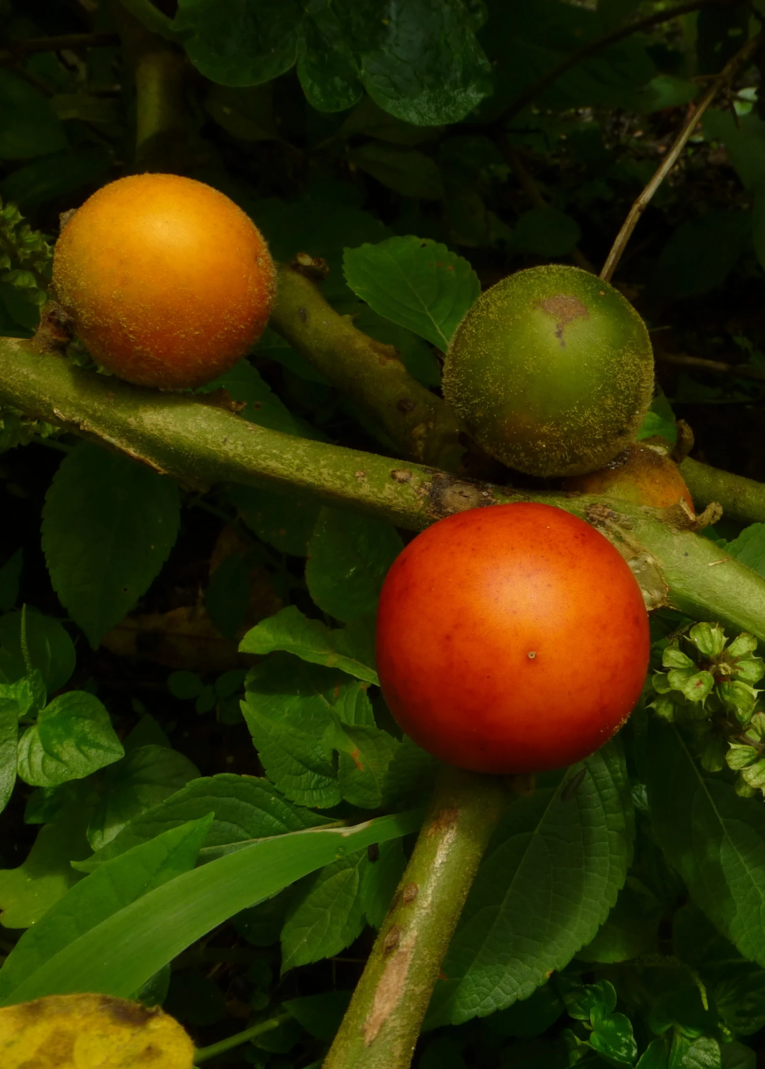 Cocona (Solanum Sessiliflorum) - Image 3