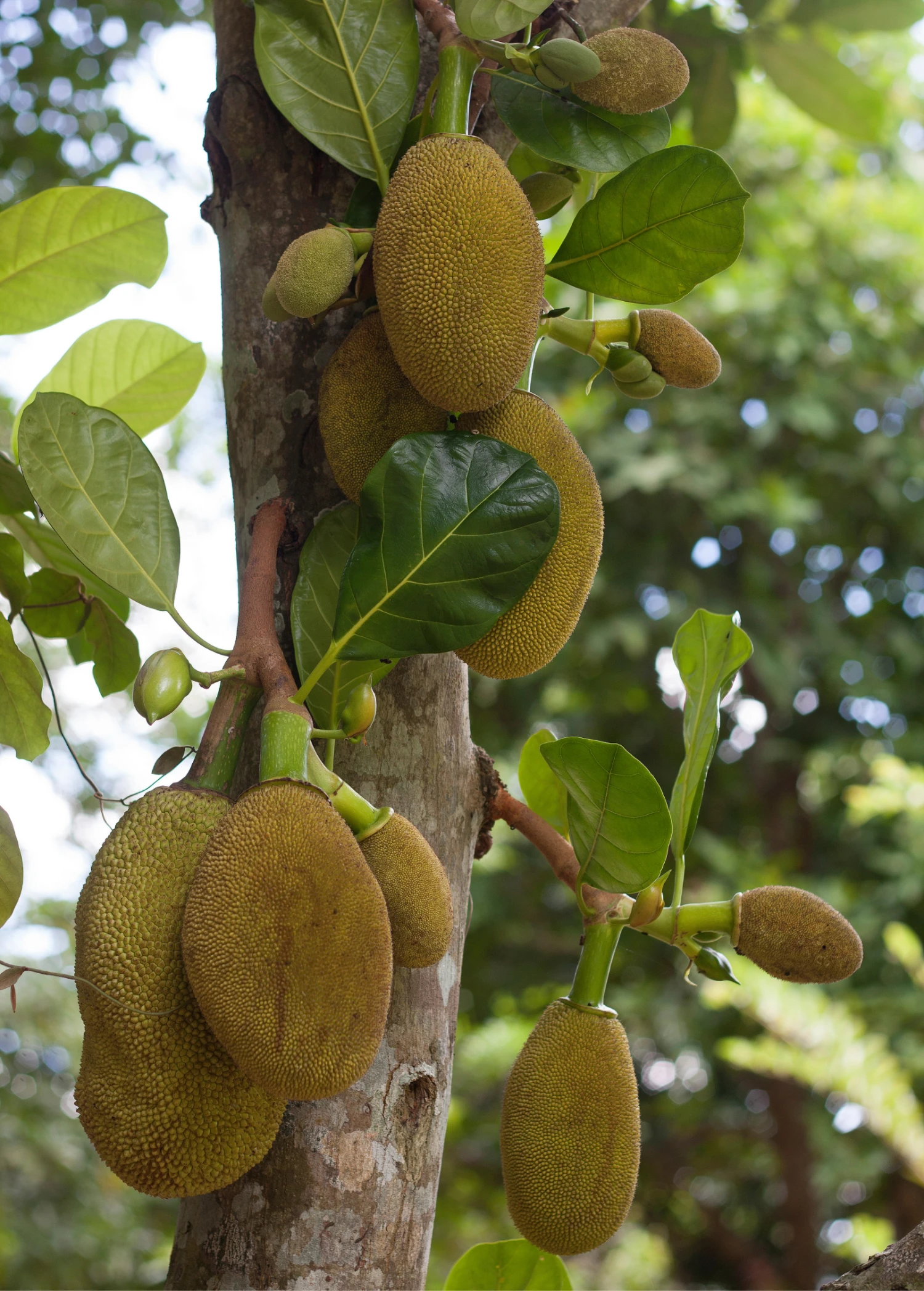 Jackfruit 'Crunchy' (Artocarpus Heterophyllus) - Image 3