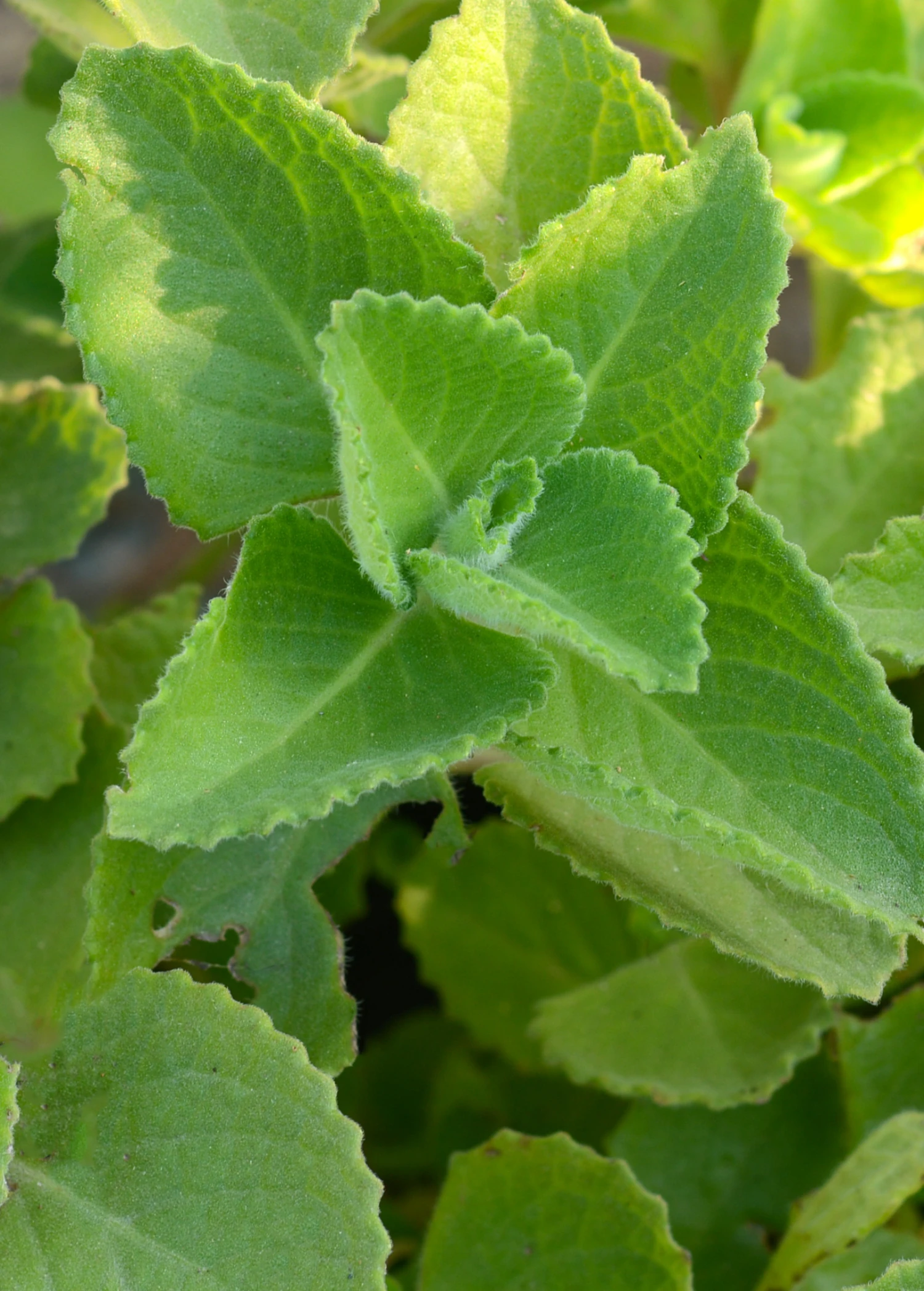 Cuban Oregano (Plectranthus Amboinicus) - Image 2