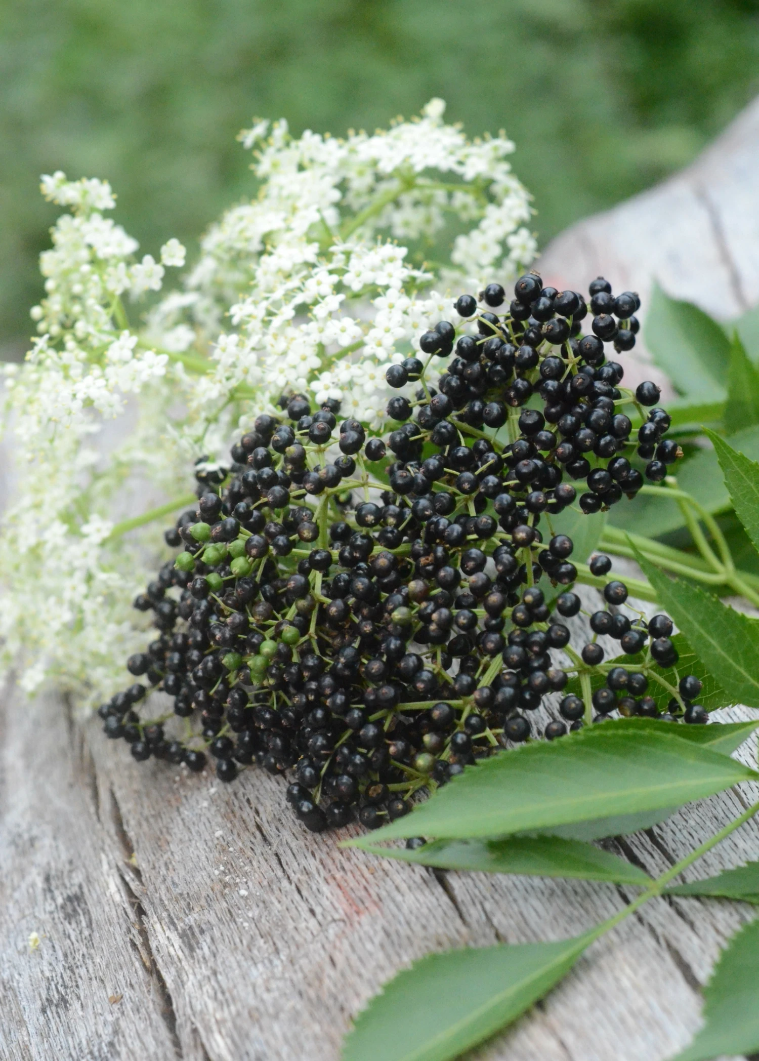Elderberry, Florida Native (Sambucus Canadensis) - Image 3