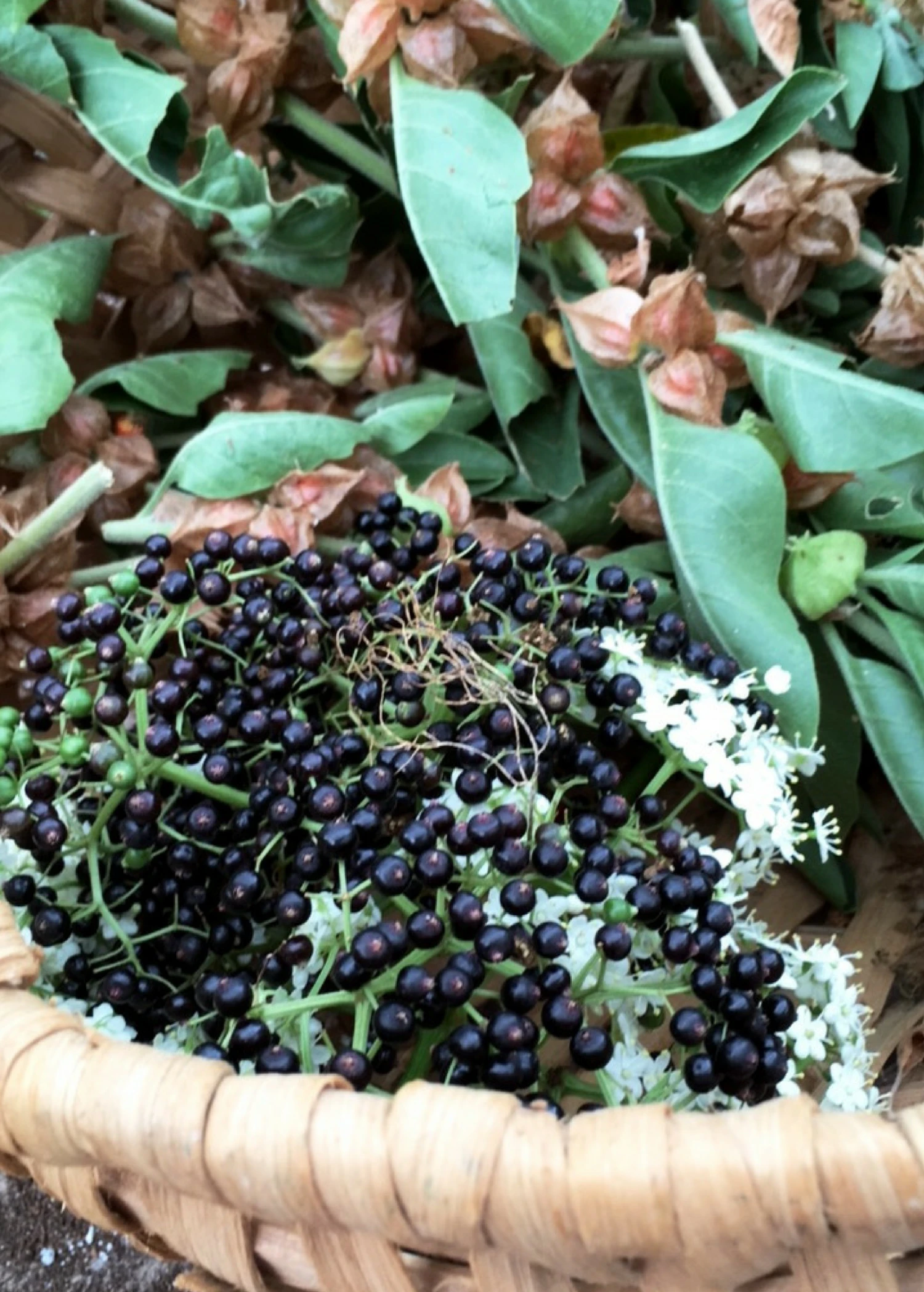 Elderberry, Florida Native (Sambucus Canadensis) - Image 5