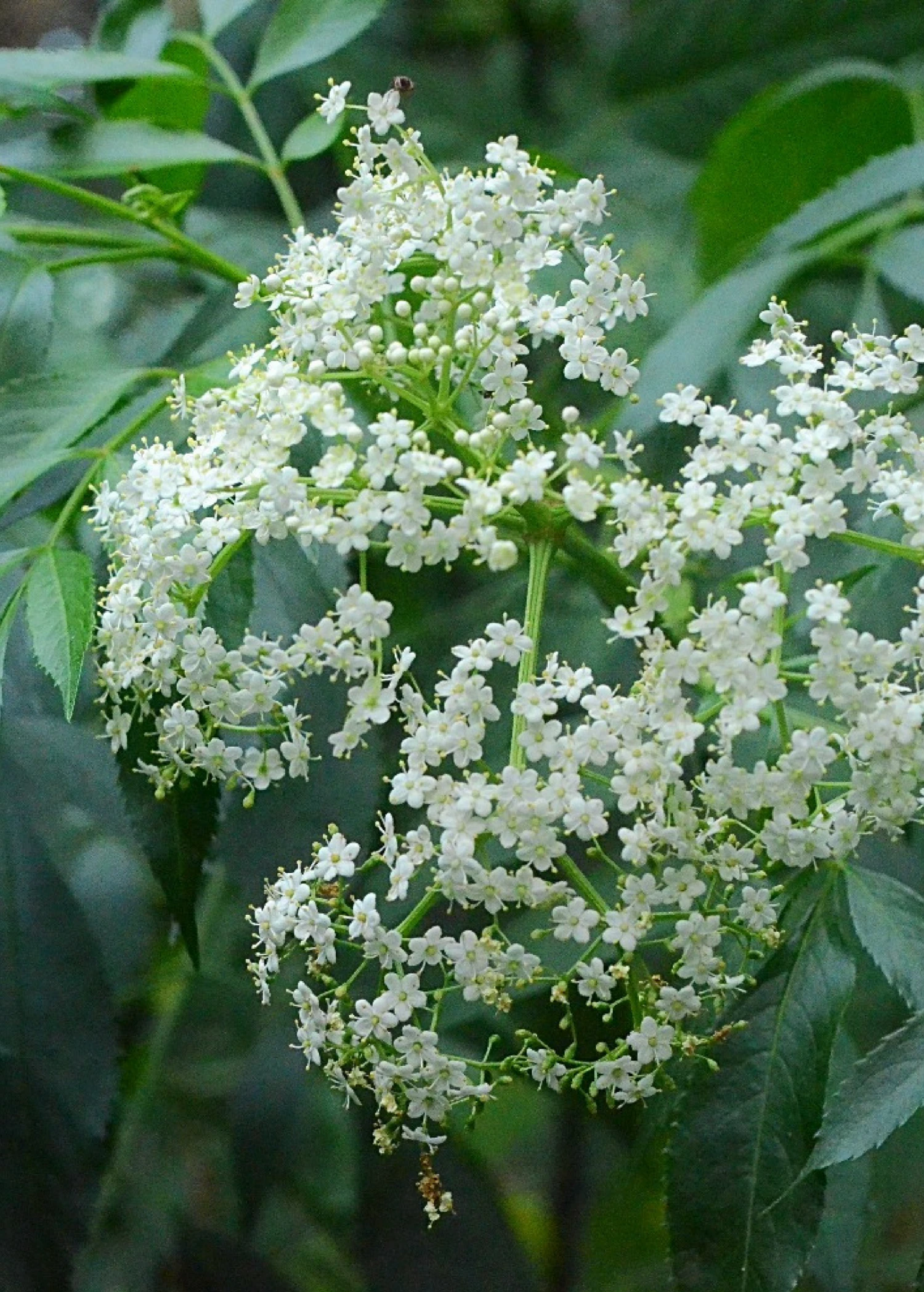Elderberry, Florida Native (Sambucus Canadensis) - Image 4