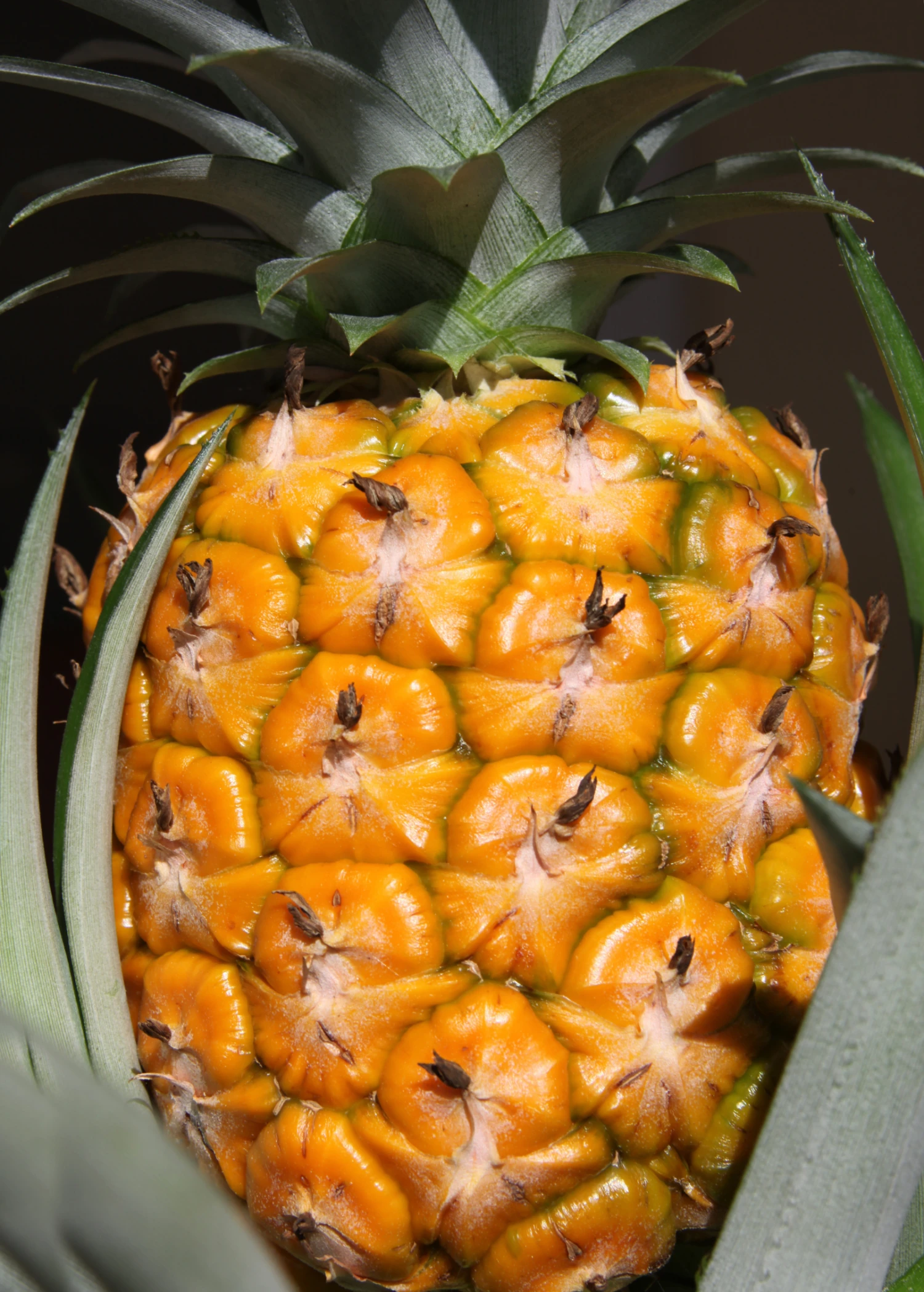 Pineapple 'Elite Gold' (Ananas Comosus) - Image 2