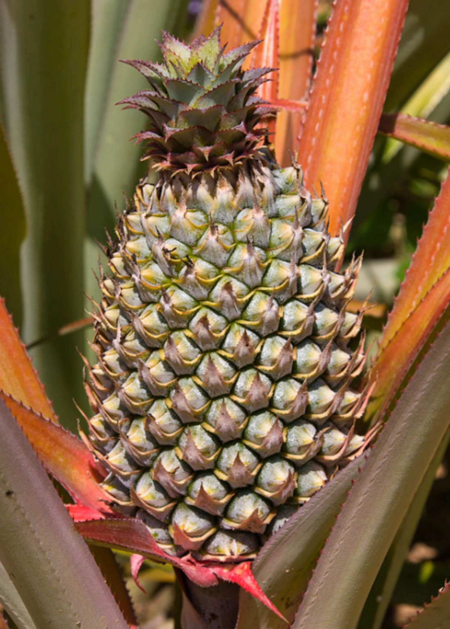 Pineapple 'Florida Special' (Ananas Comosus) - Image 3