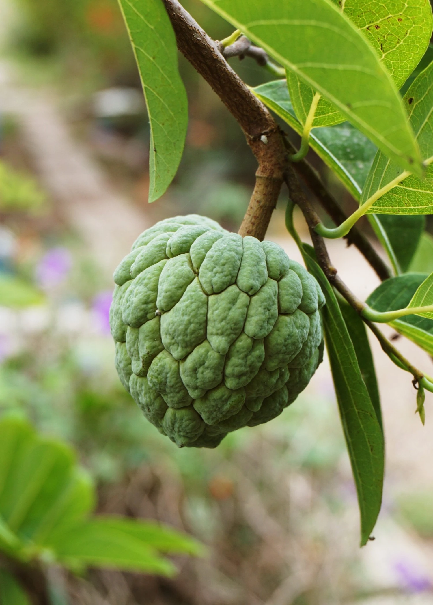 Sugar Apple 'Thai Lessard' (Annona Squamosa L) - Image 3
