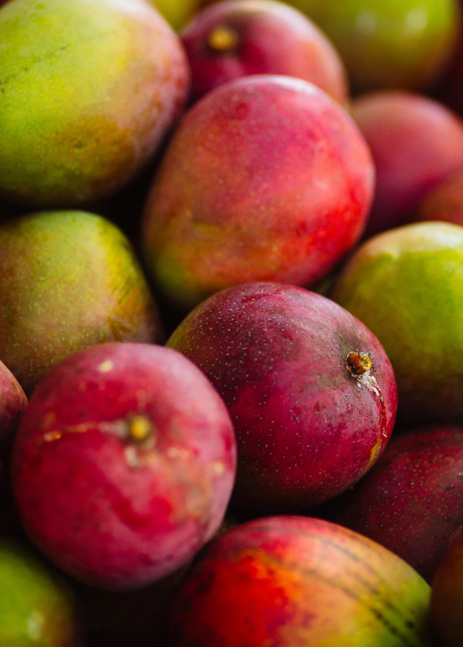 Mango 'Haden' (Mangifera Indica) - Image 4