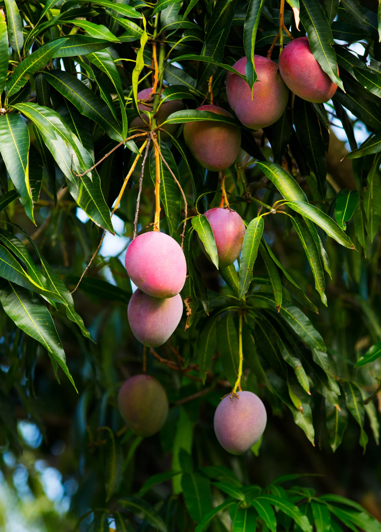 Mango 'Haden' (Mangifera Indica) - Image 3