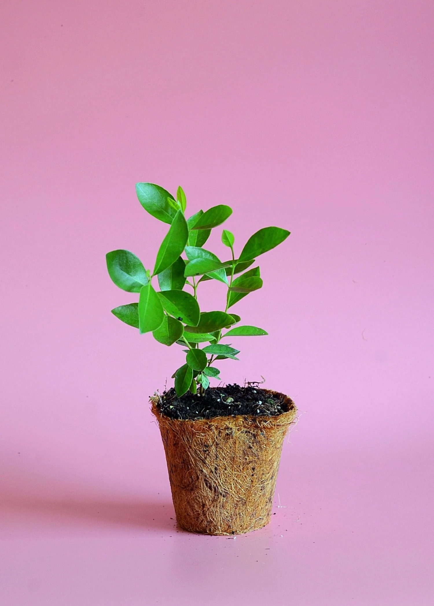 Guava, Strawberry (Psidium Cattleianum) - Image 8