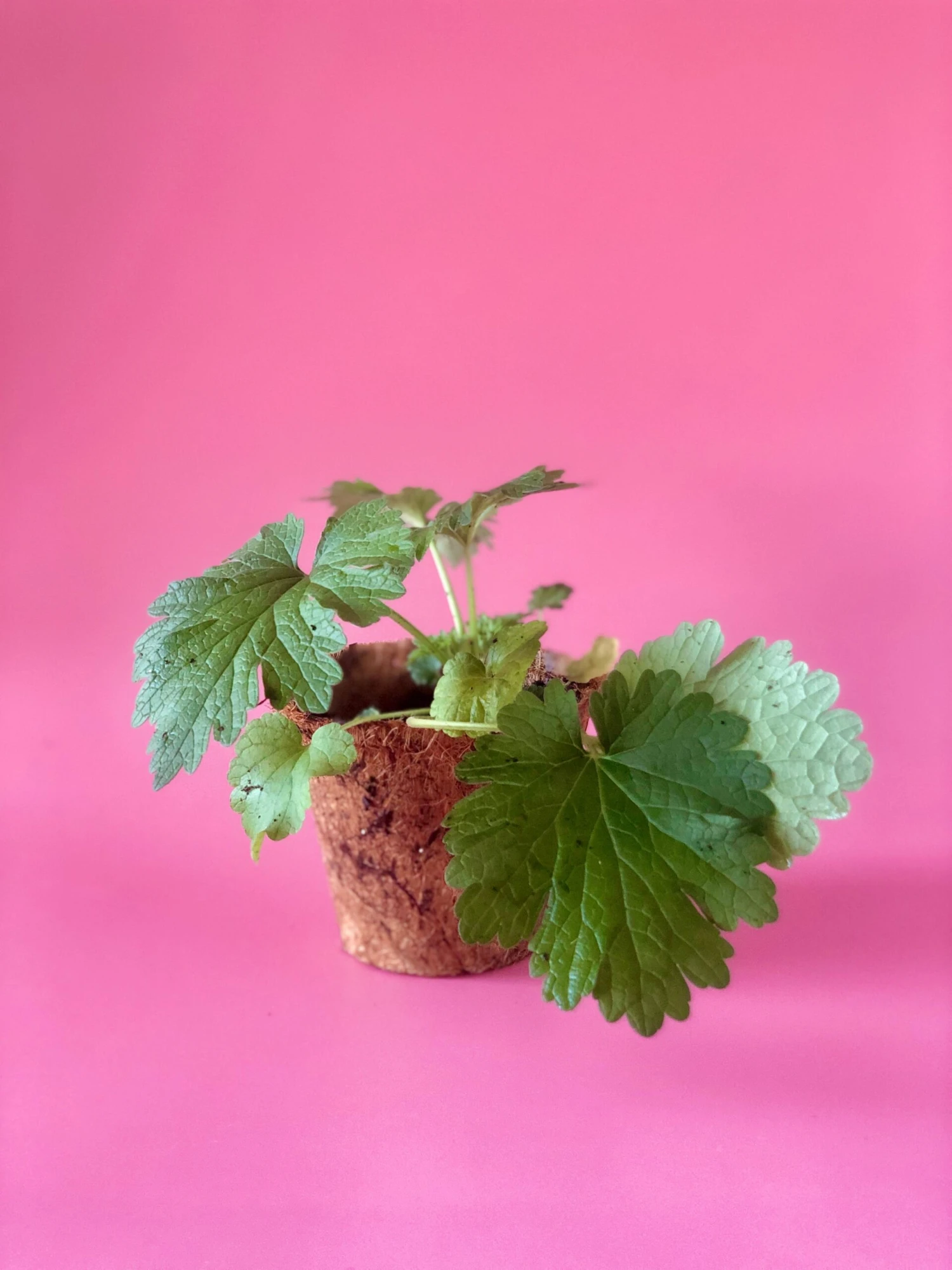 Siberian Motherwort (Leonurus Sibiricus) - Image 4