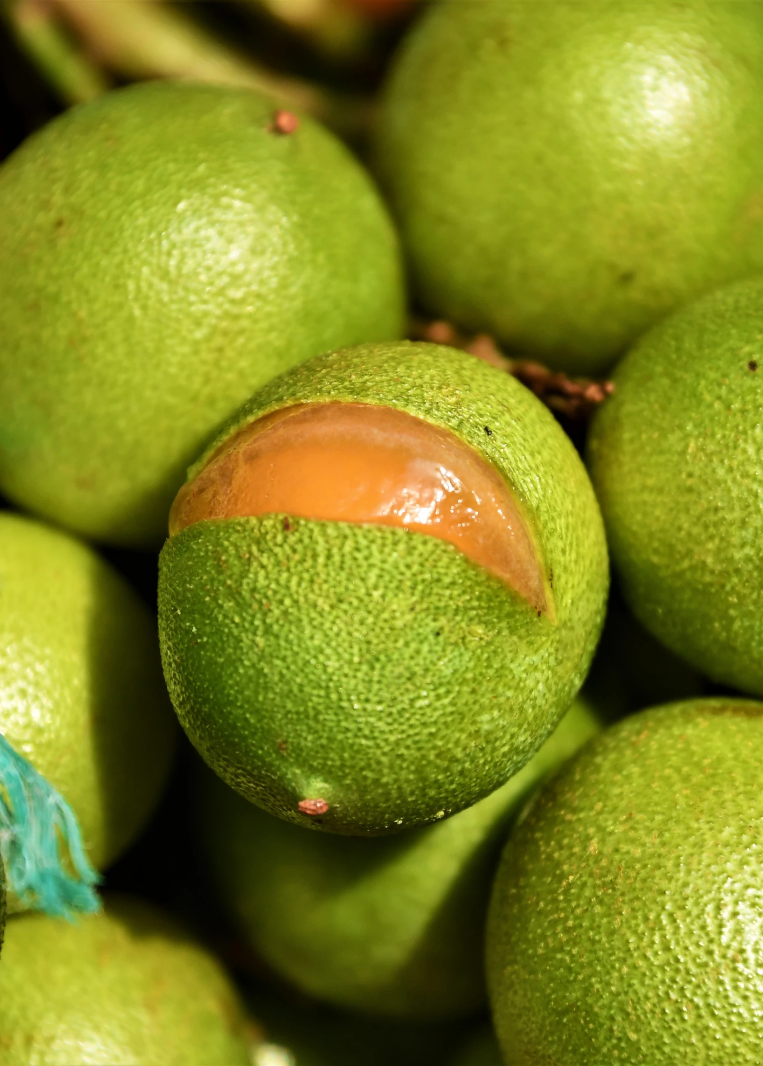 Spanish Lime, Quenepa (Melicoccus Bijugatus) - Image 3