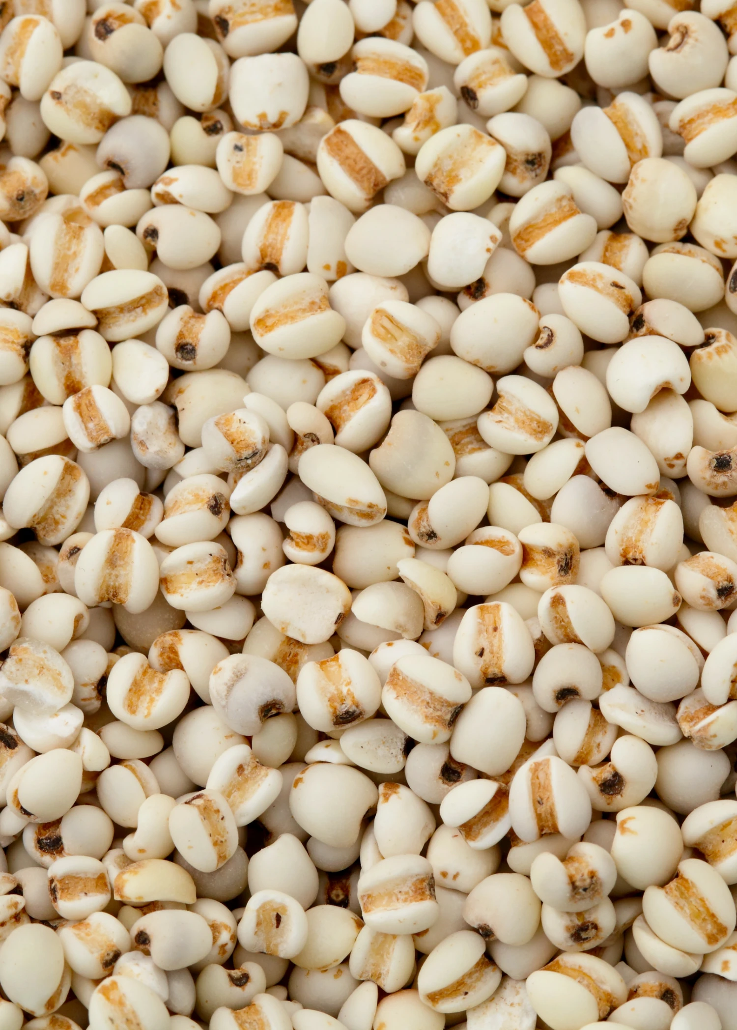 Job's Tears (Coix Lacryma-jobi) - Image 2