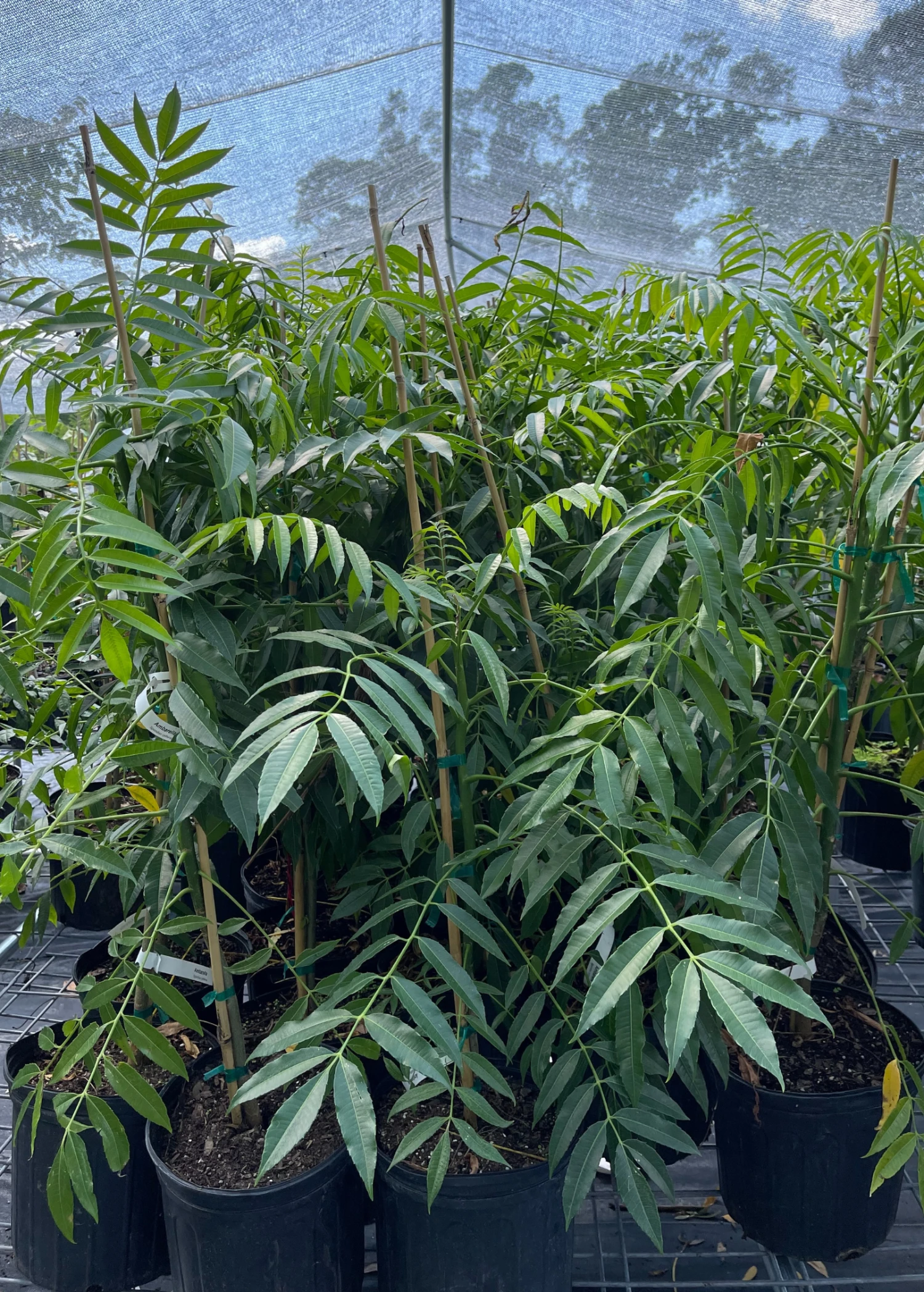 June Plum (Spondias Dulcis) - Image 2