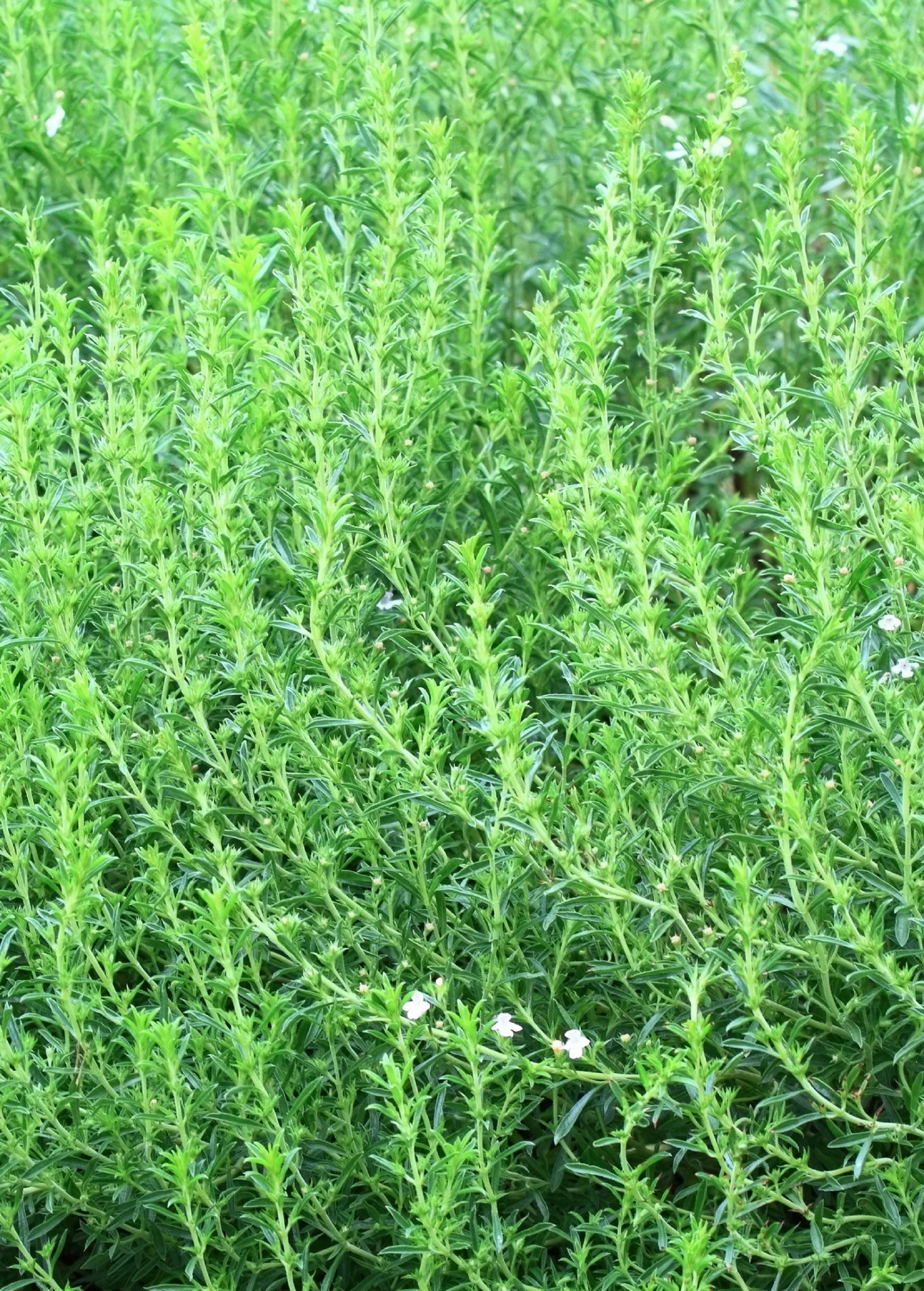 Jamaican Mint Tree, Kama Sutra Mint (Satureja Viminea) - Image 2