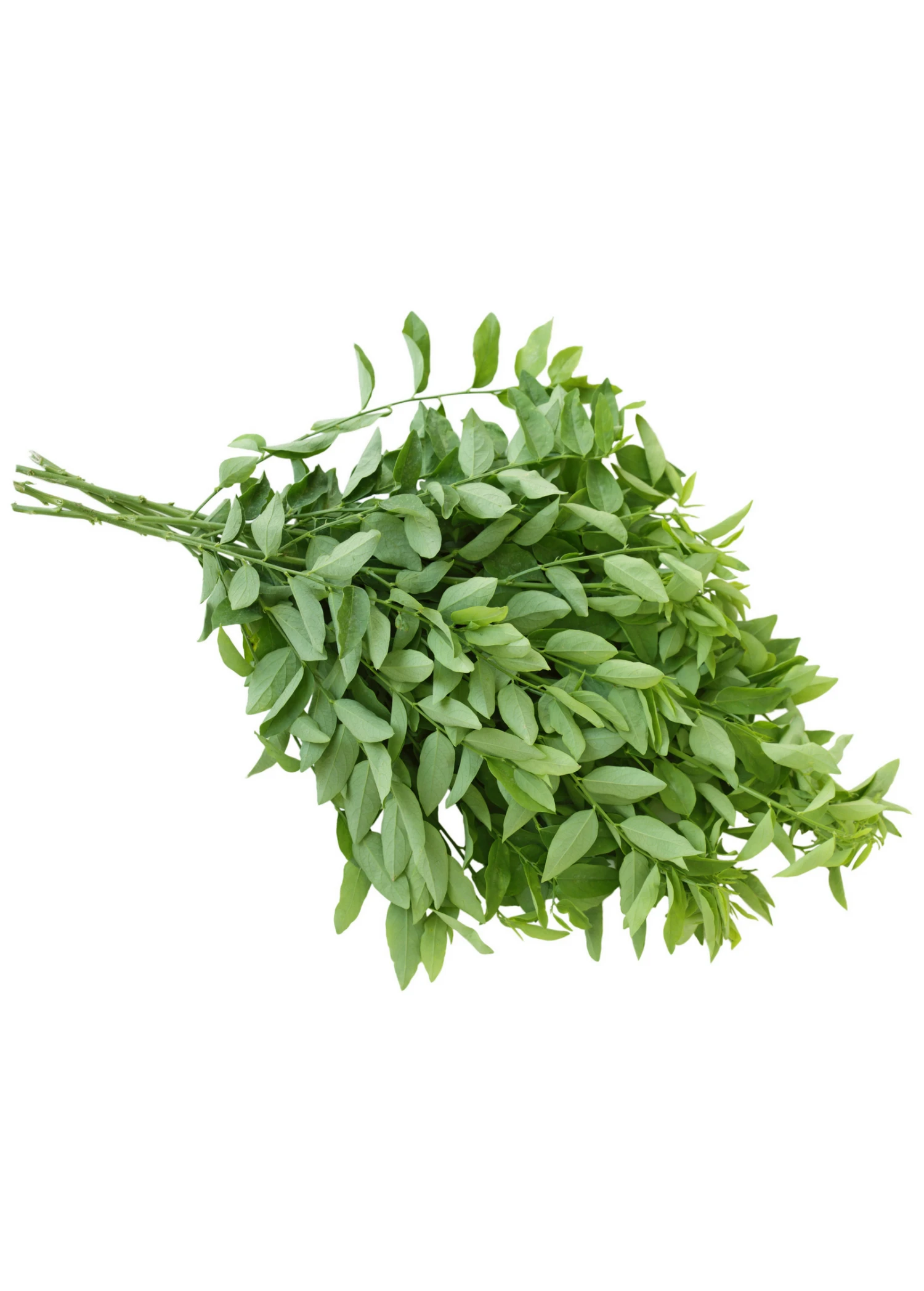 Katuk (Sauropus Androgynus) - Image 4