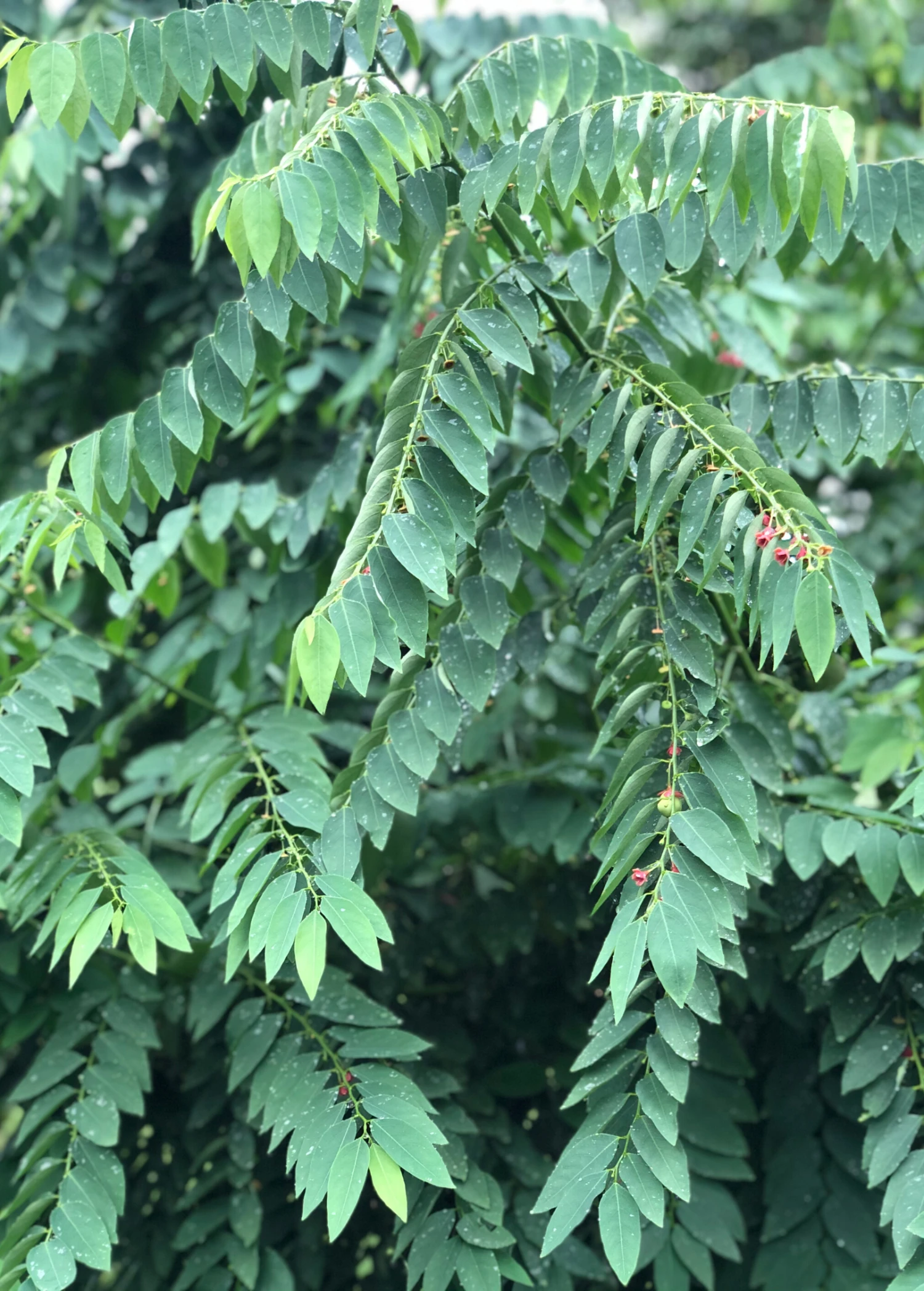 Katuk (Sauropus Androgynus) - Image 6