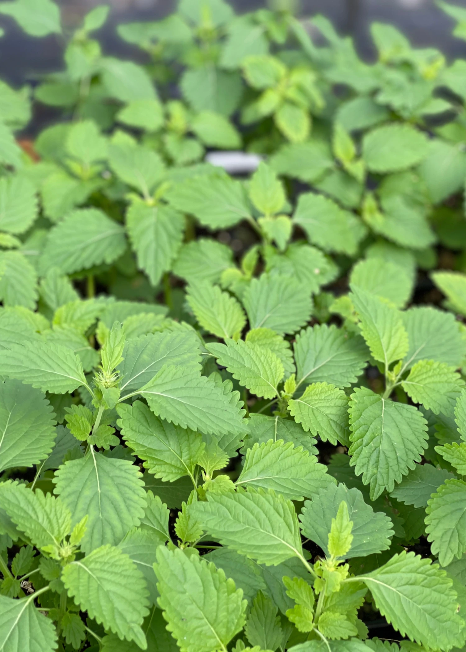 Klip Dagga (Leonotis Nepetifolia) - Image 2