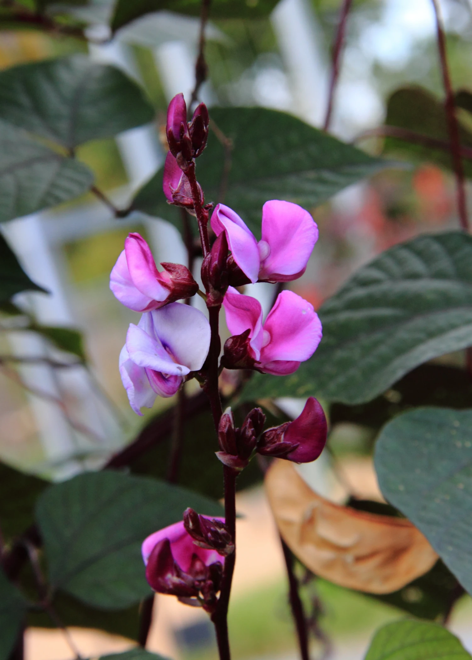 Lablab Bean (Lablab Purpureus) - Image 2