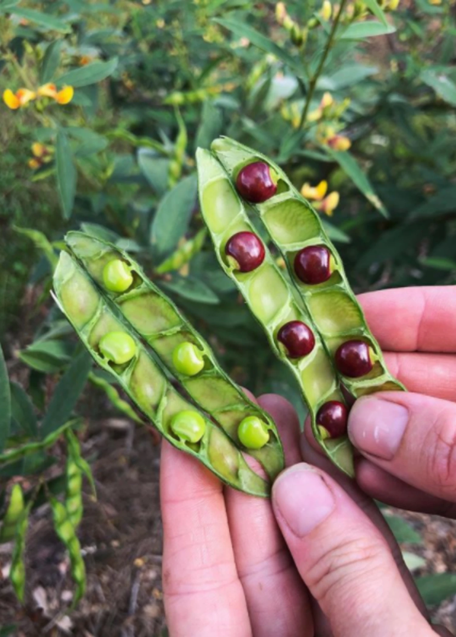 Pigeon Pea, Red (Cajanus Cajan)