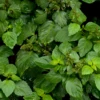 Patchouli (Pogostemon Cablin)