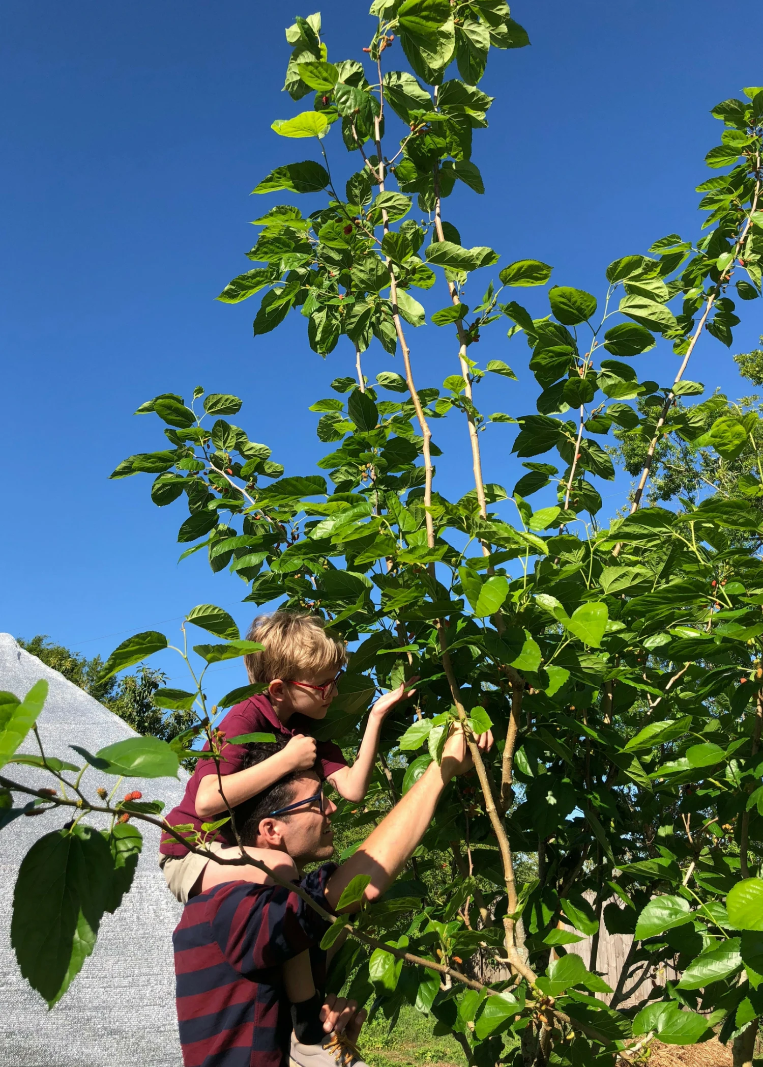Mulberry 'Shangri La' (Morus Alba X Rubra) - Image 4