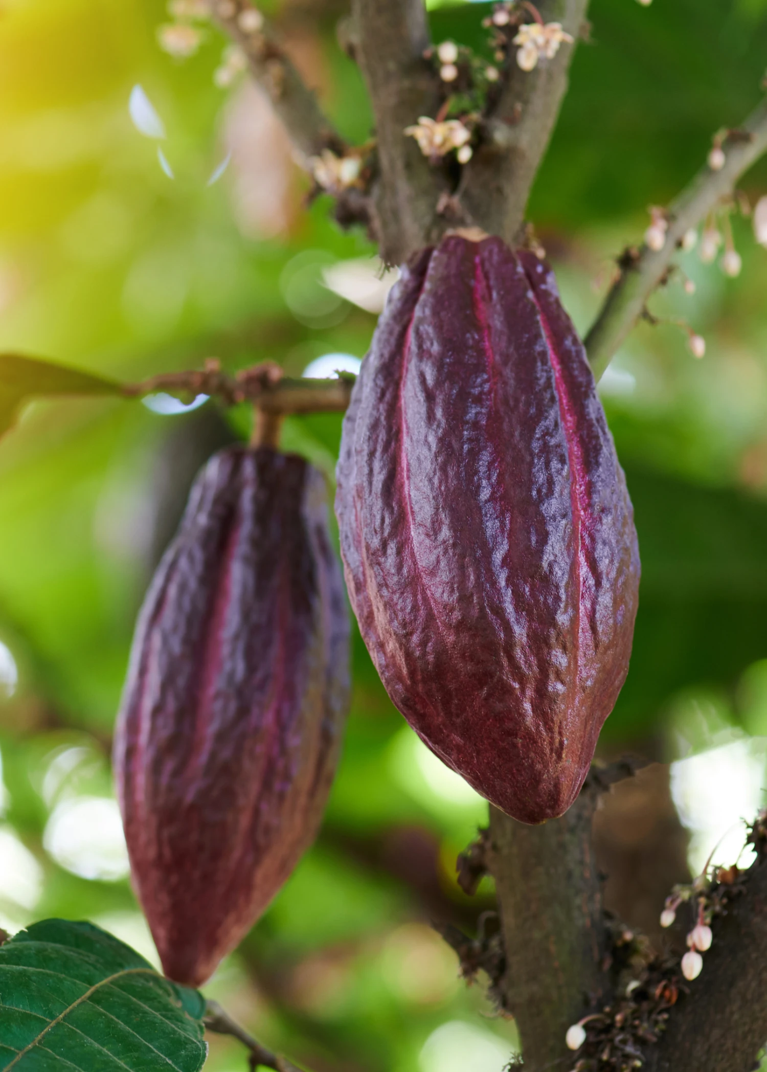 Cacao, Red (Theobroma Cacao) - Image 3