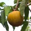 Ross Sapote (Pouteria)