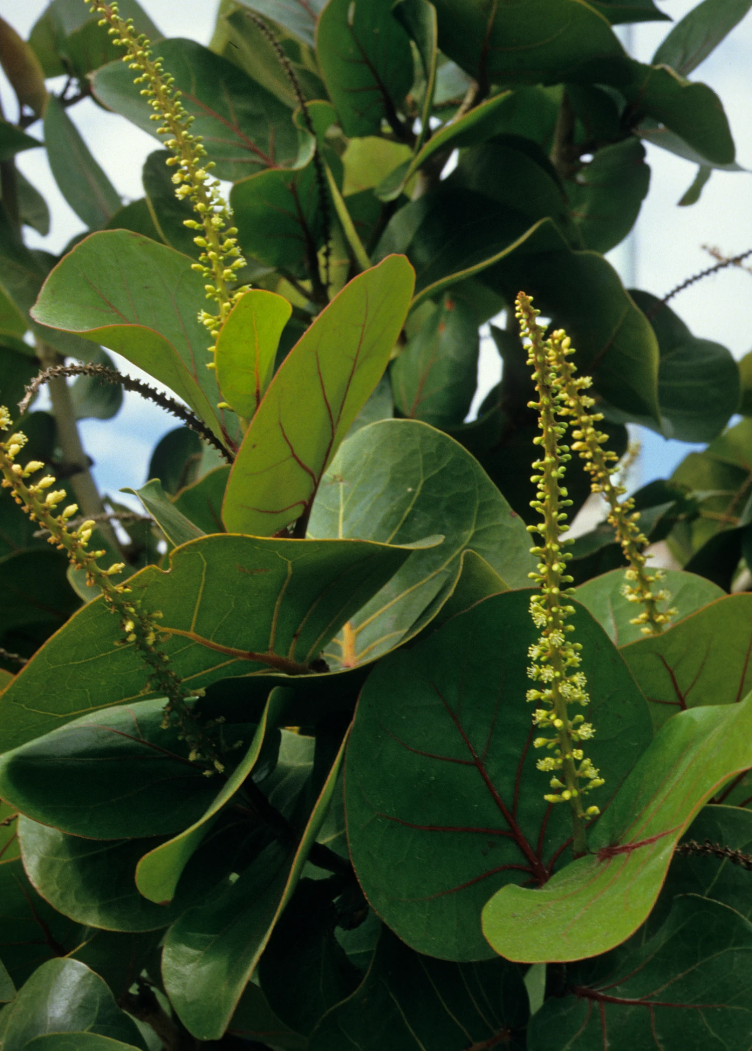 Sea Grape (Coccoloba Uvifera) - Image 4