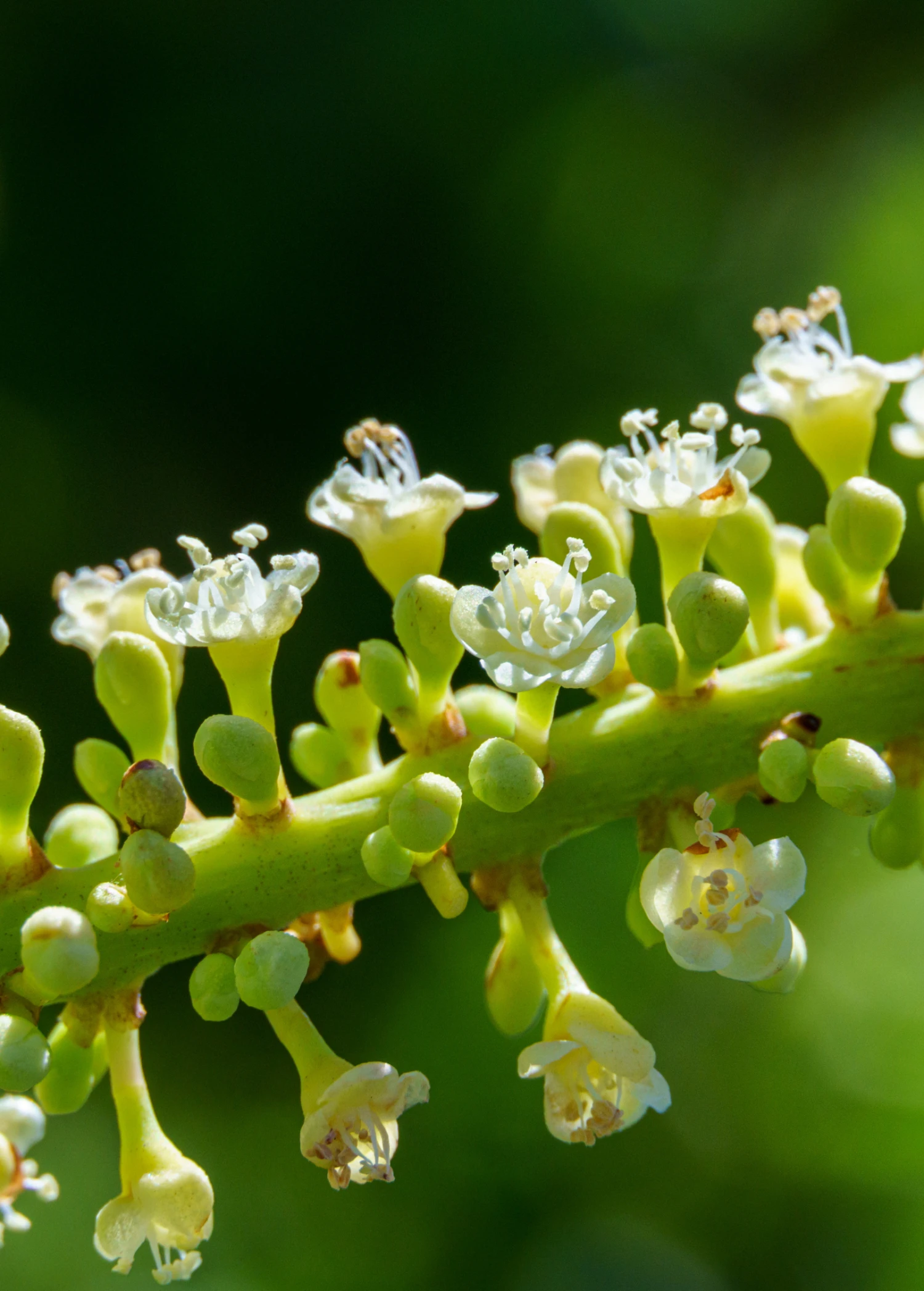 Sea Grape (Coccoloba Uvifera) - Image 3