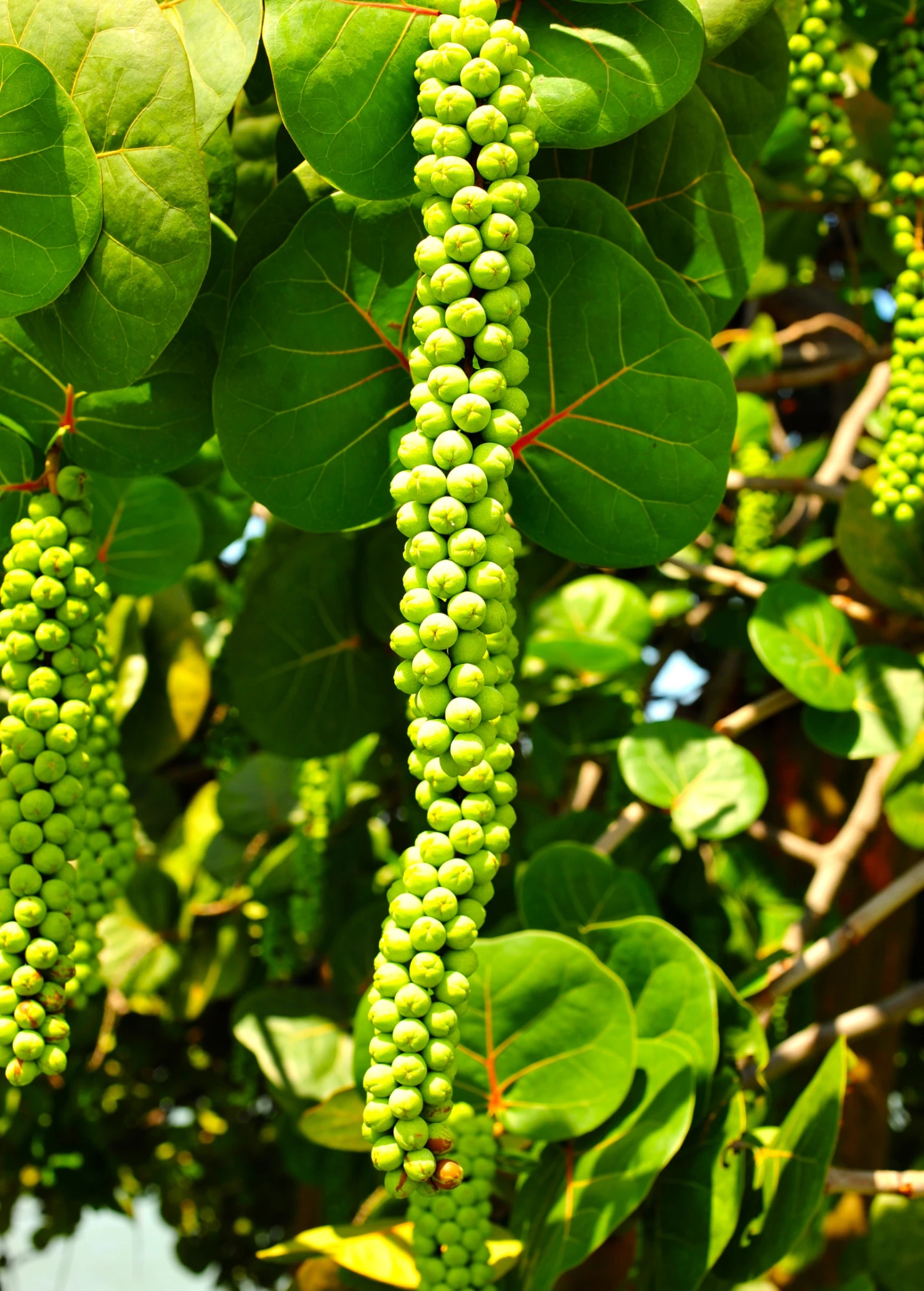 Sea Grape (Coccoloba Uvifera) - Image 6