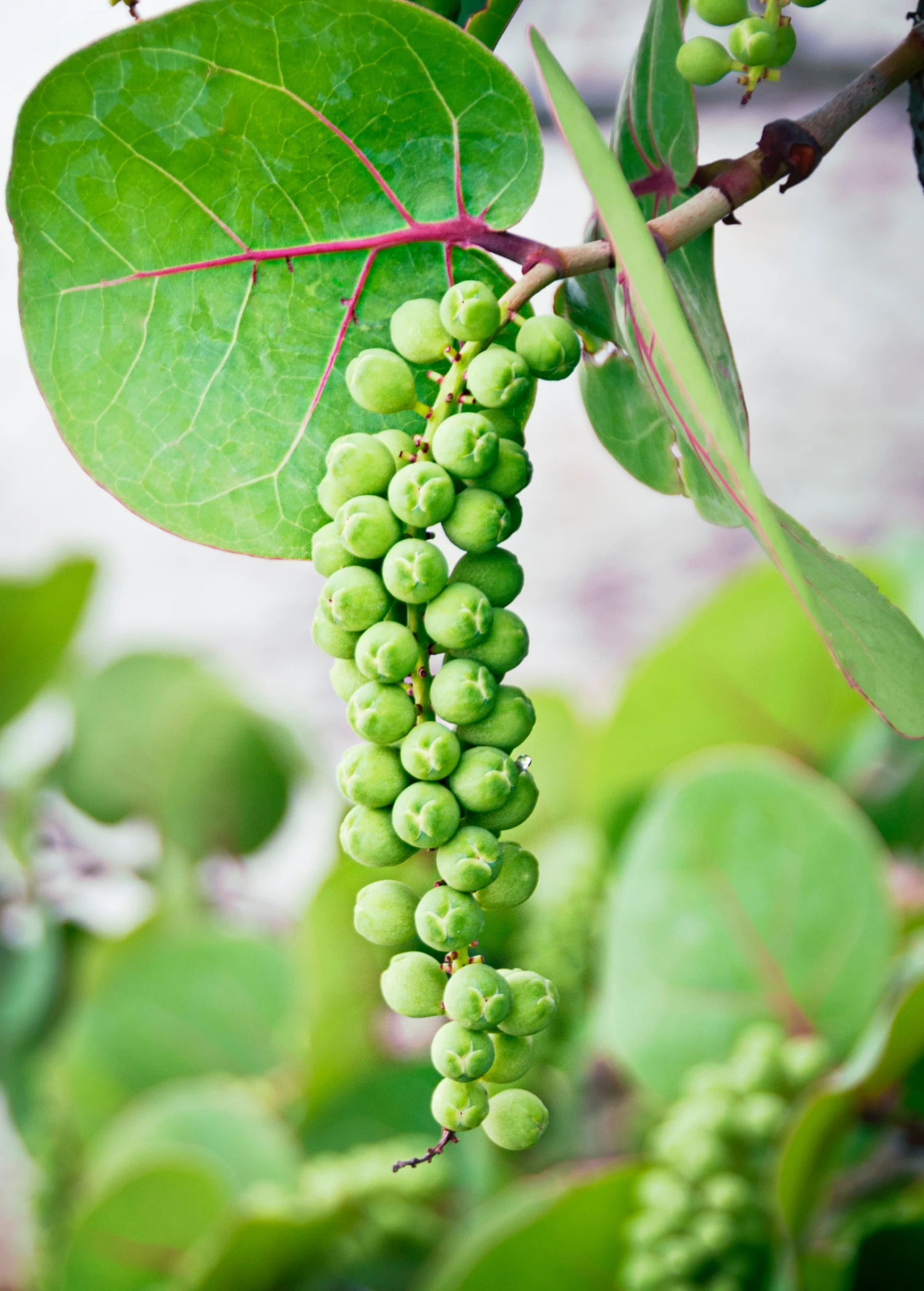 Sea Grape (Coccoloba Uvifera) - Image 2