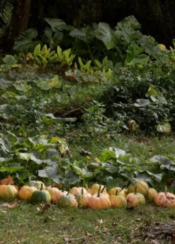 Seminole Pumpkin (Cucurbita Moschata)