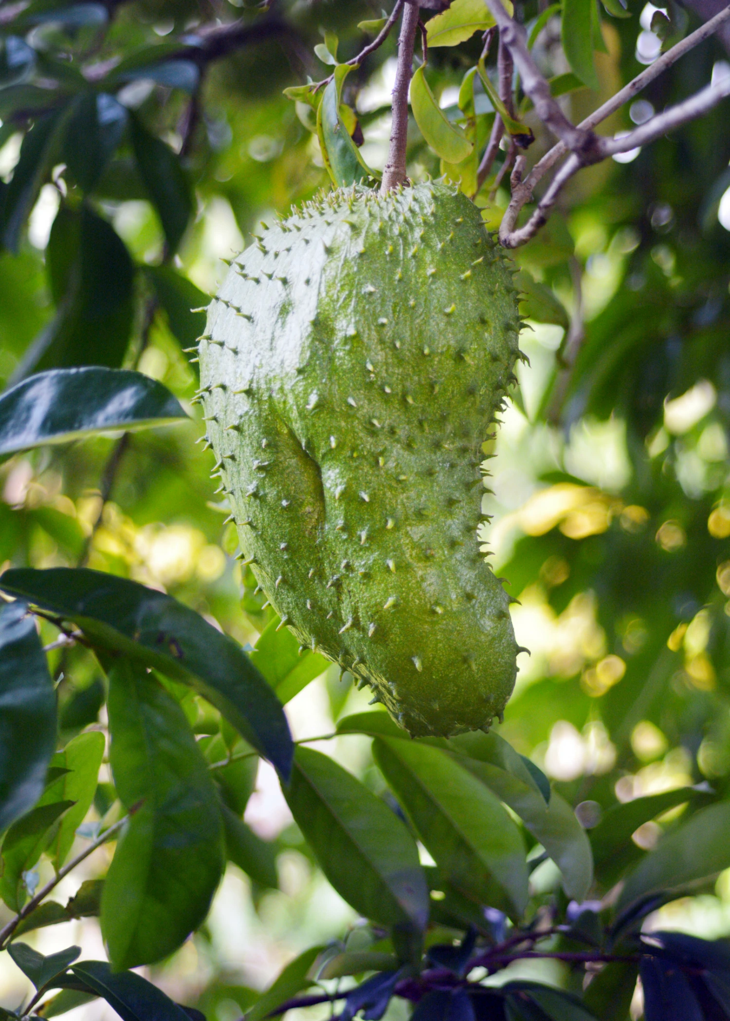 Soursop (Annona Muricata) - Image 3