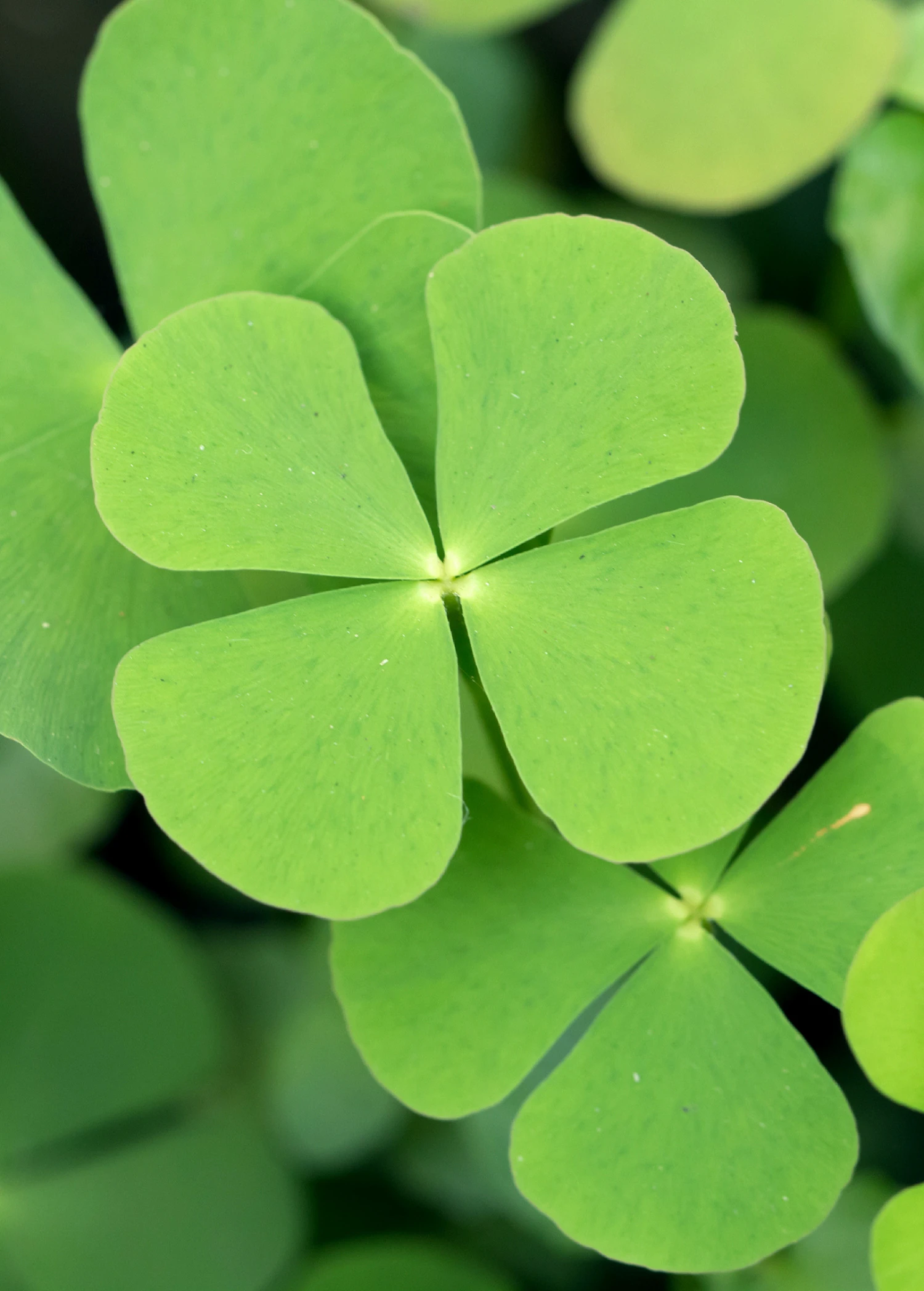 Sushni (Marsilea Minuta) - Image 2