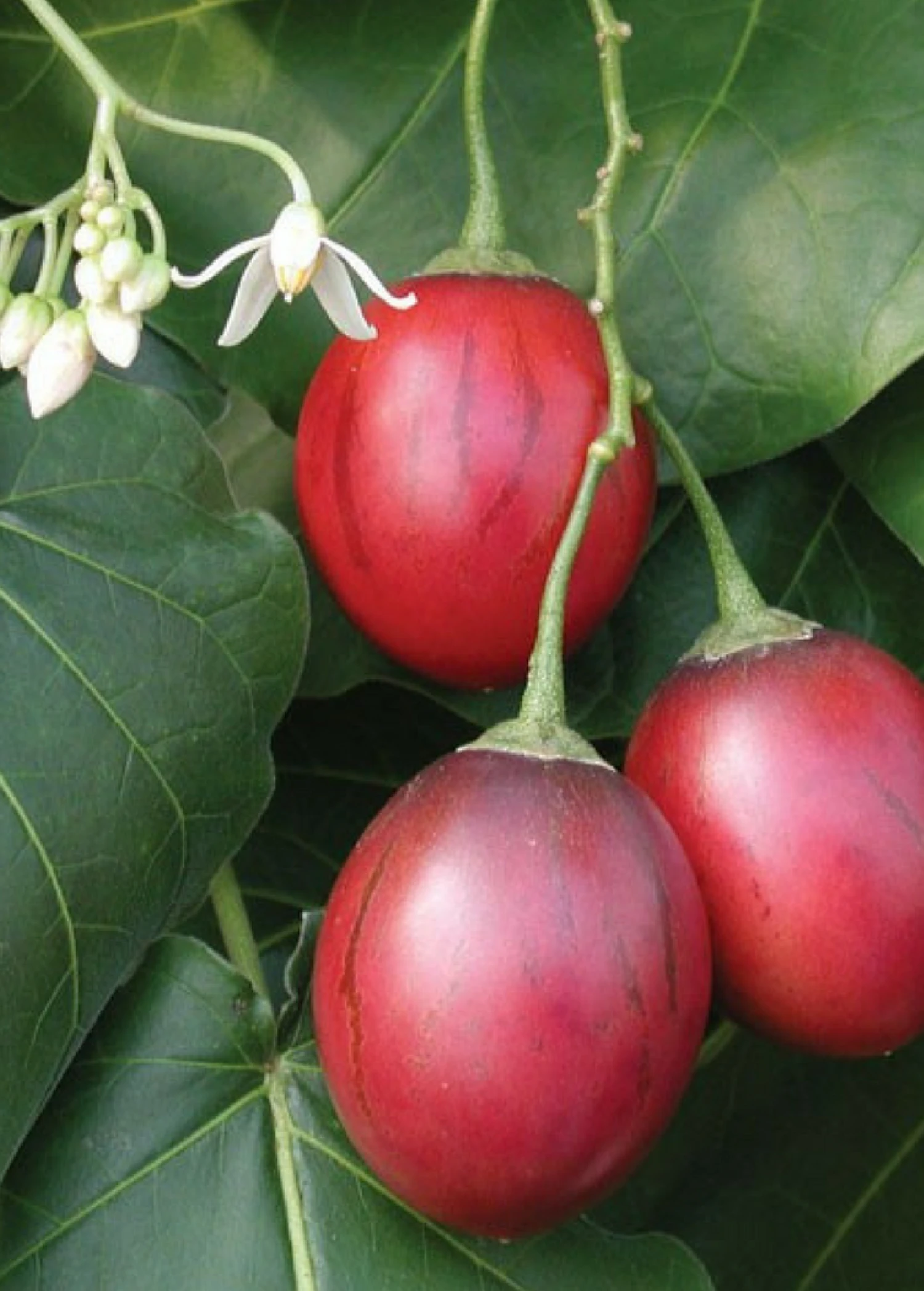 Tree Tomato, Red (Cyphomandra Betaceae) - Image 3