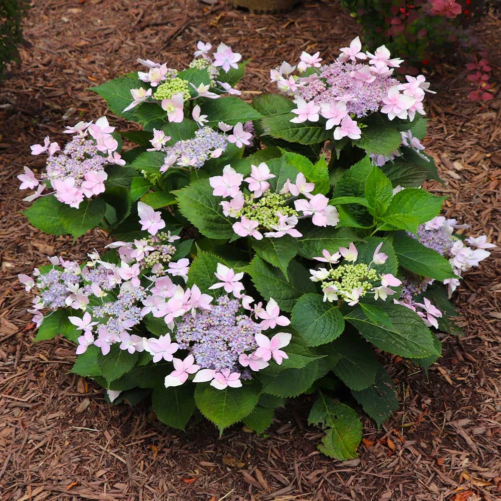 Tuff Stuff Ah-Ha® Hydrangea Shrub - Image 6