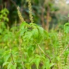 Tulsi 'Vana' (Ocimum Gratissimum)