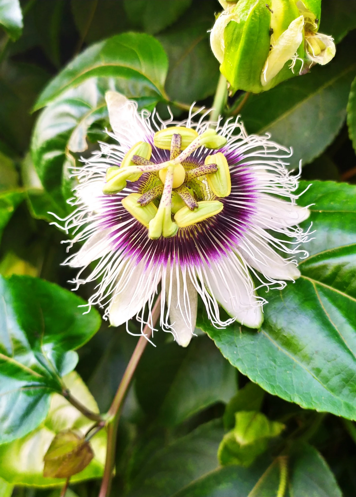 Passion Fruit 'Yellow’ (Passiflora Edulis Flavicarpa) - Image 2
